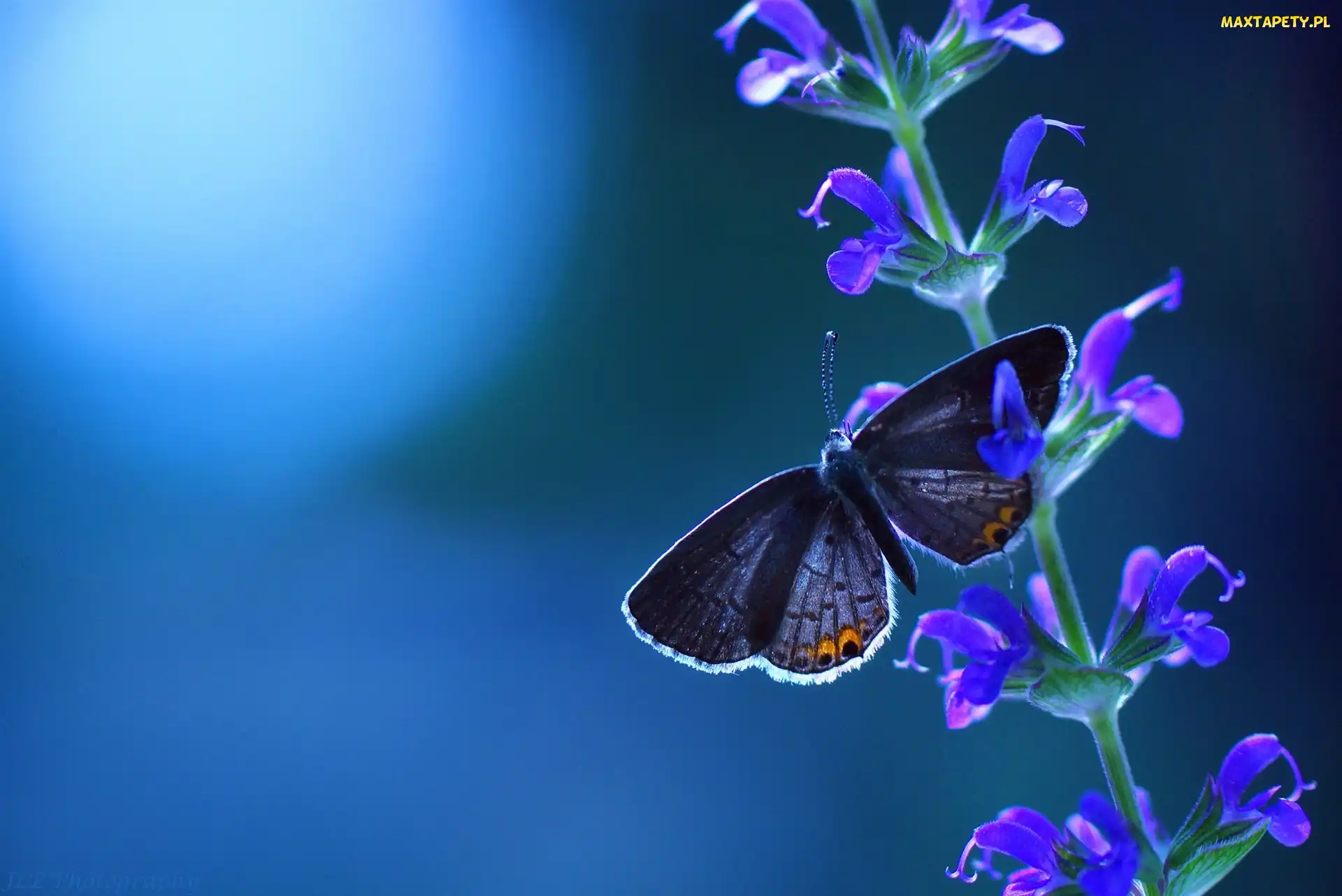 Łodyżka, Kwiatki, Motyl