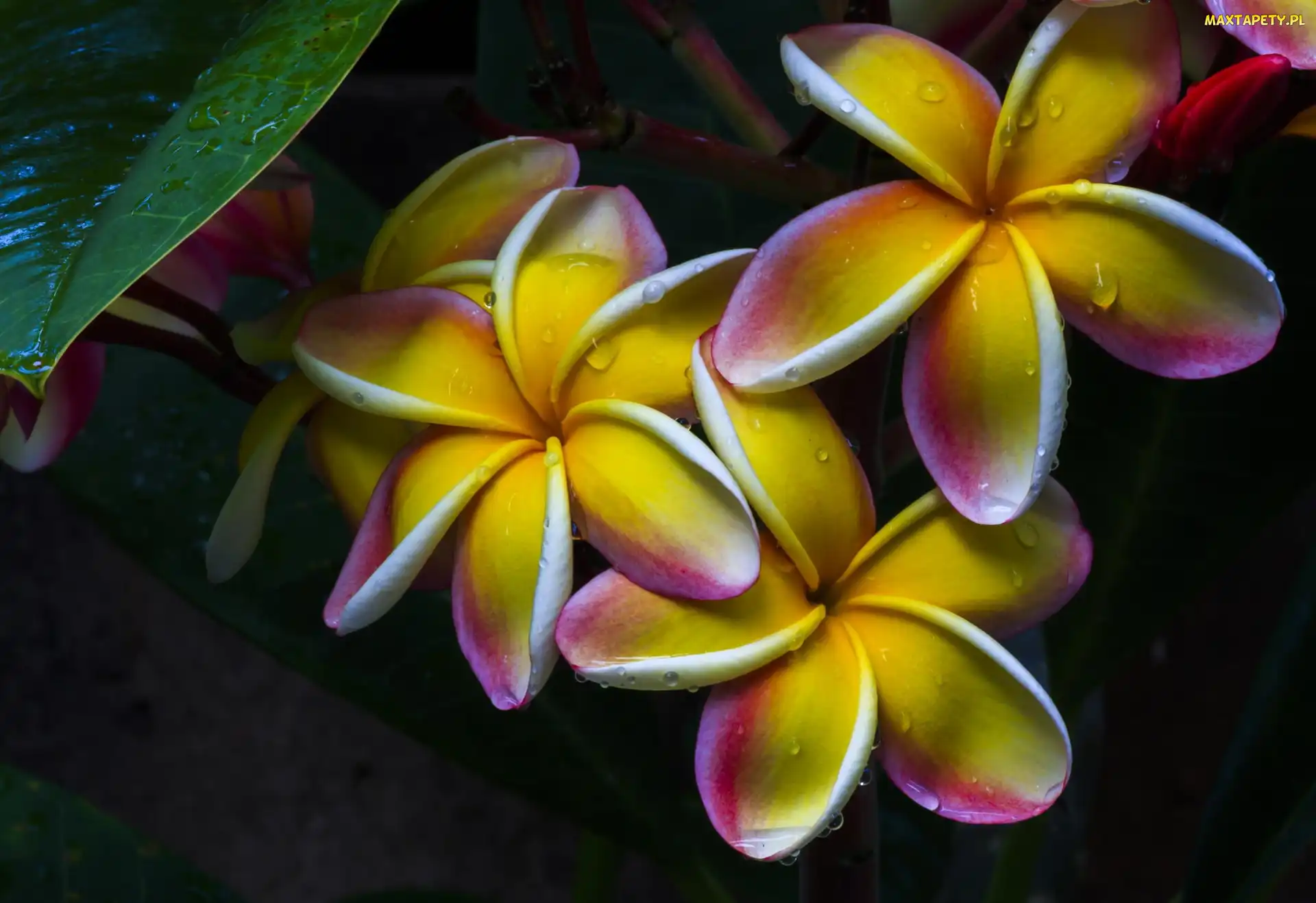 Deszczu, Krople, Kwiaty, Plumeria