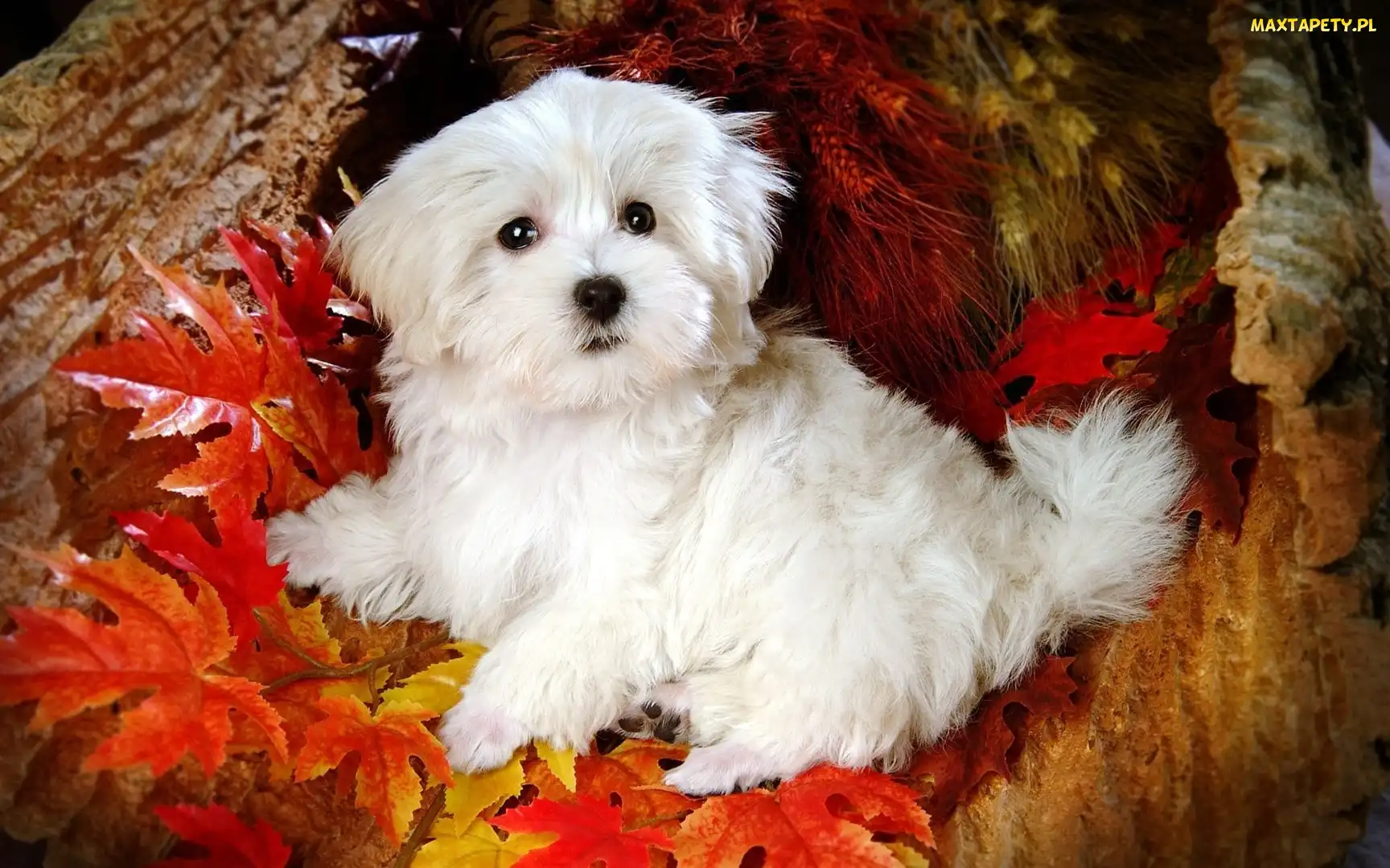 Bichon Frise, Liście