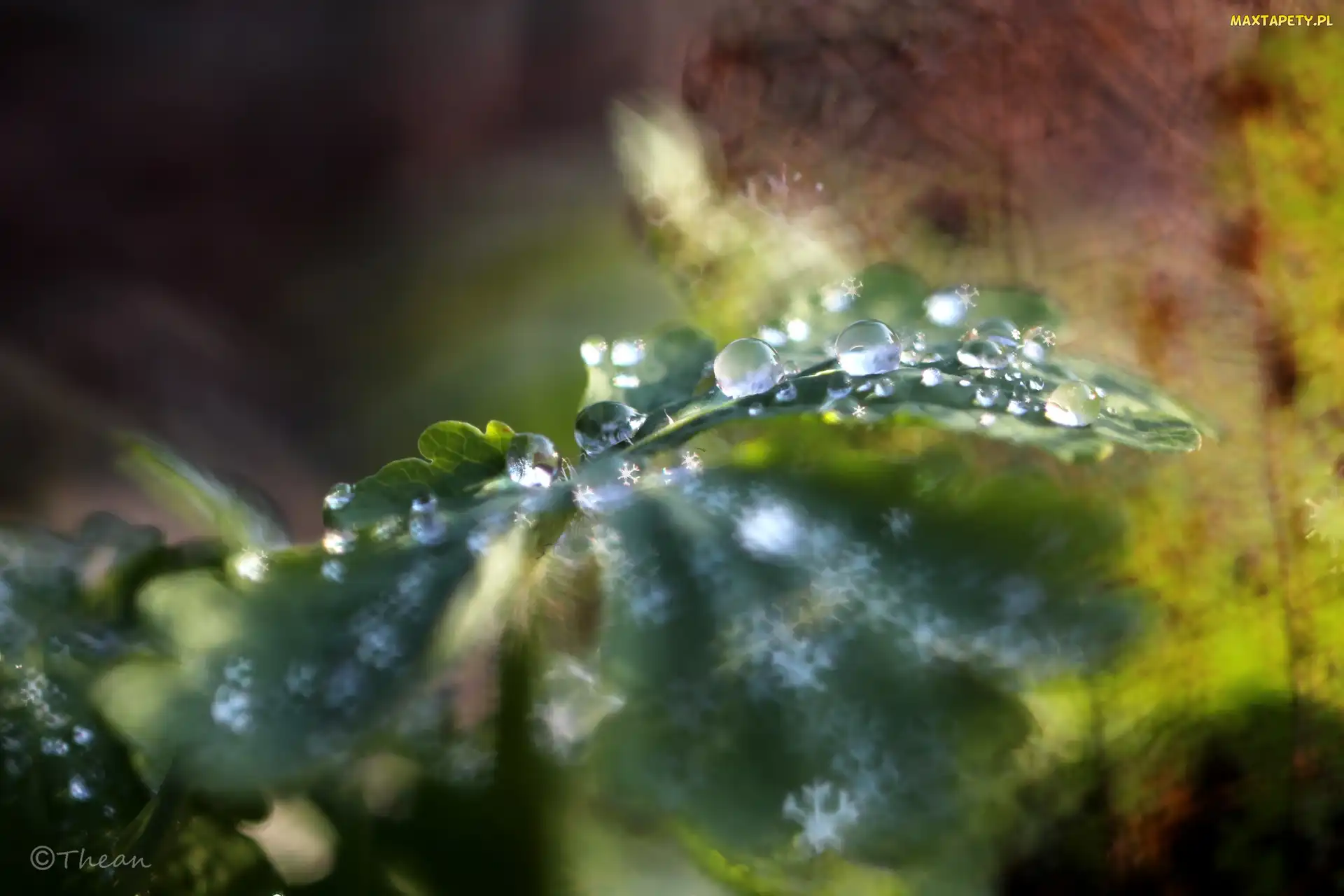 Makro, Bokeh, Liść, Krople