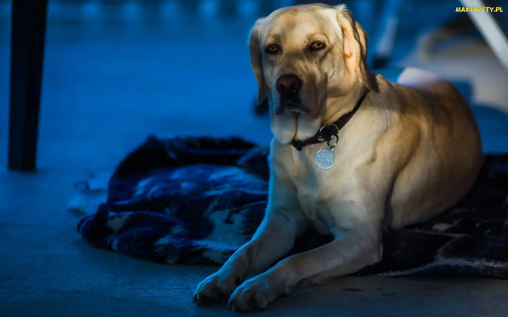 Pies, Posłanie, Labrador Retriever