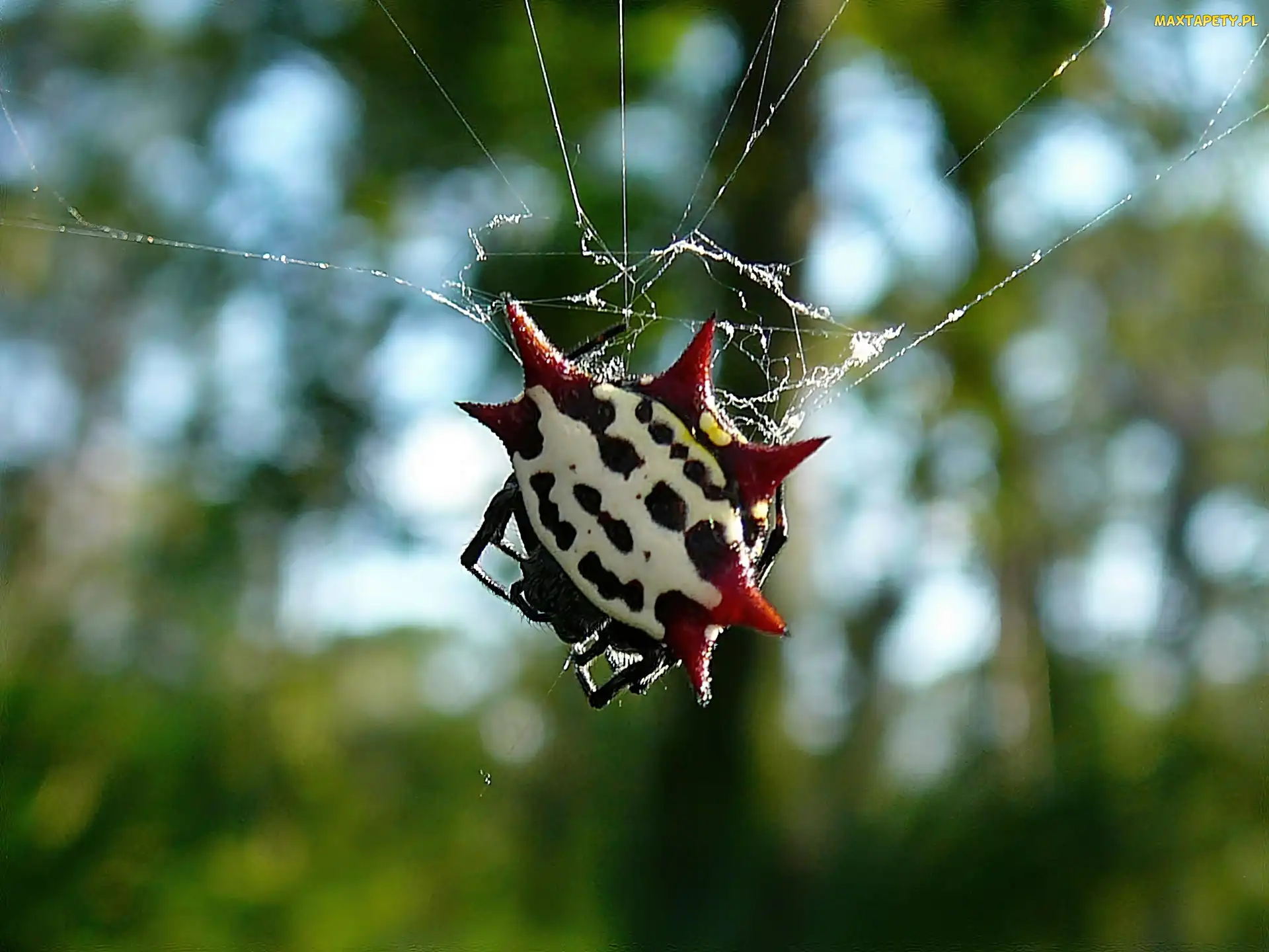 Cancriformis, Gasteracantha, Egzotyczny, Pająk