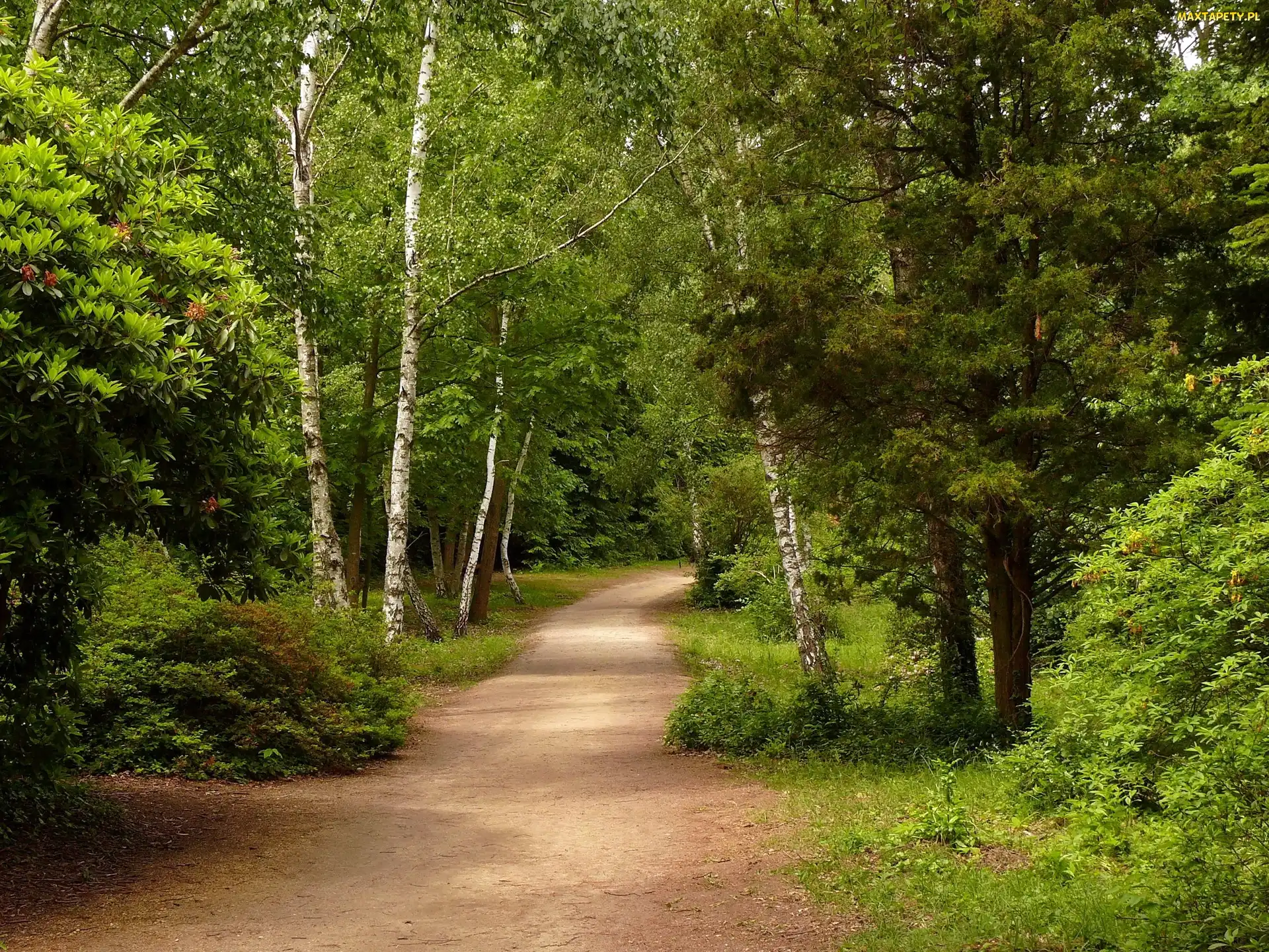 Brzozy, Rododendrony, Park, Aleja