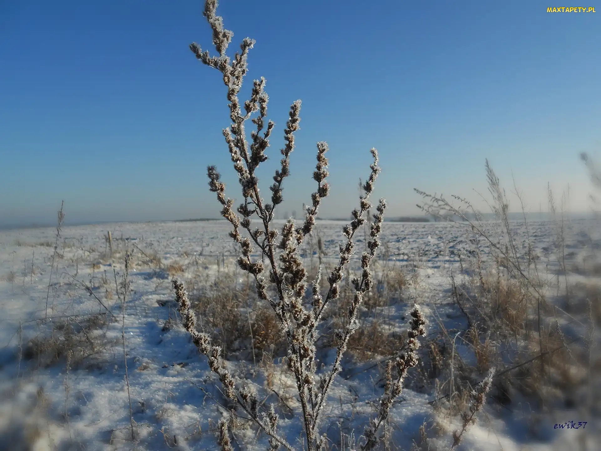 Polna, Śnieg, Mróz, Trawa