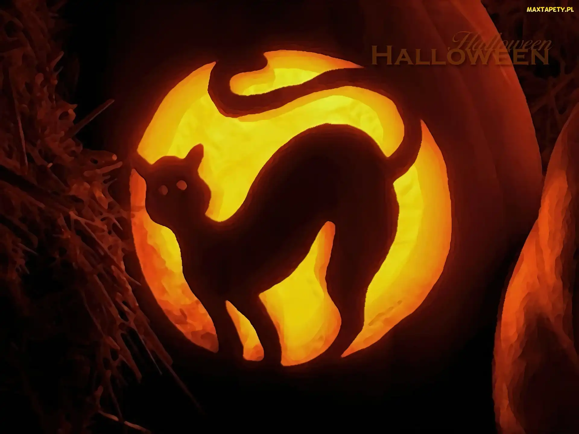 Halloween, kotek