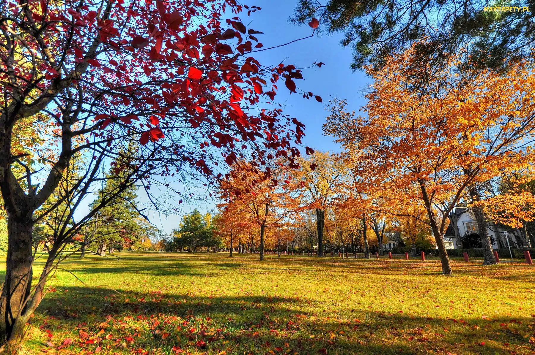 Park, Drzewa, Jesień