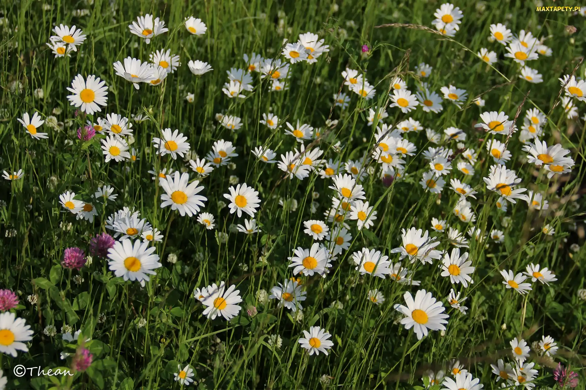 Łąka, Koniczyna, Kwiatów, Margerytki, Pełna
