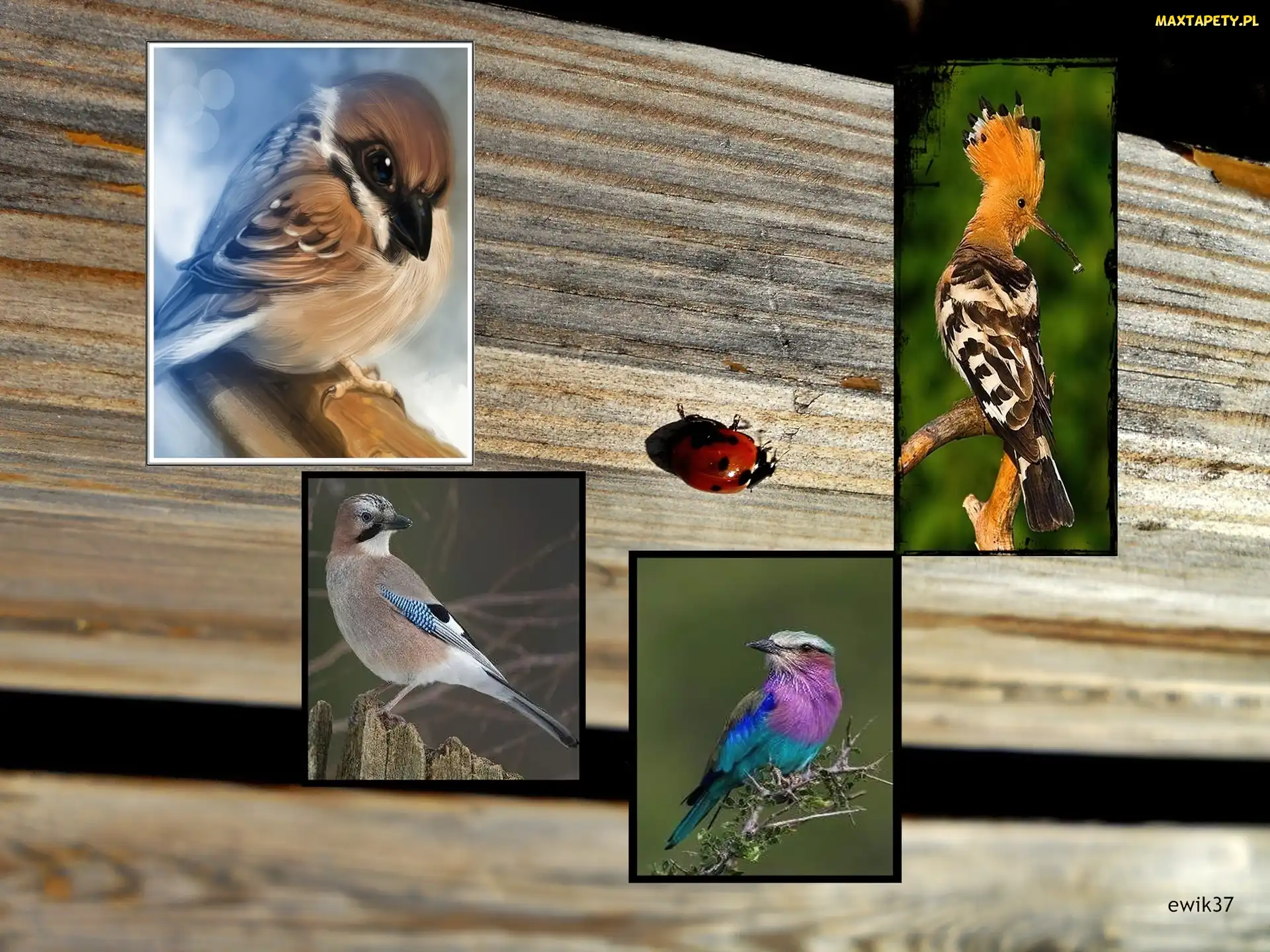 Grafika, Biedronka, Wróbel, Ptaki , Sójka, Dudek