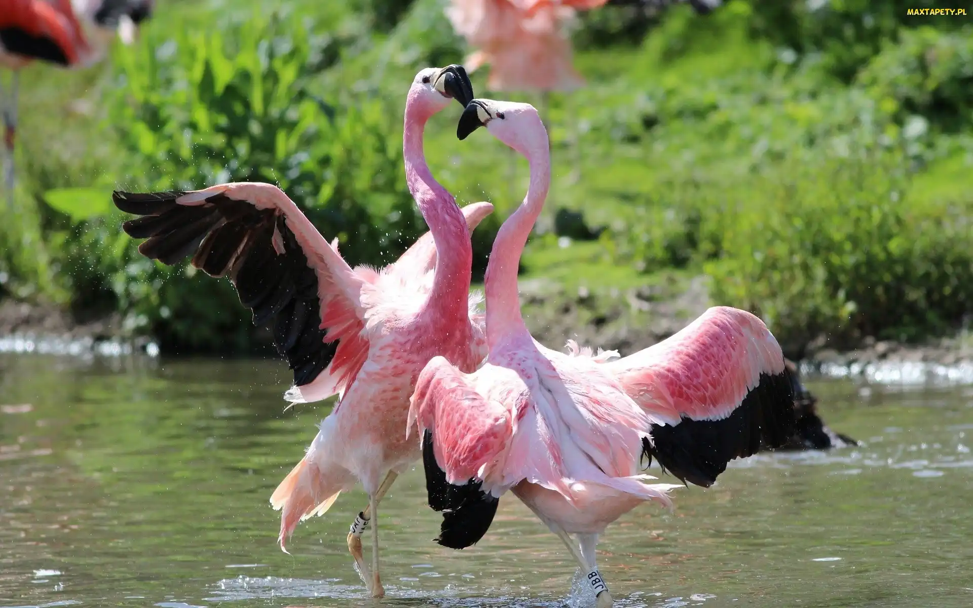 Woda, Flamingi