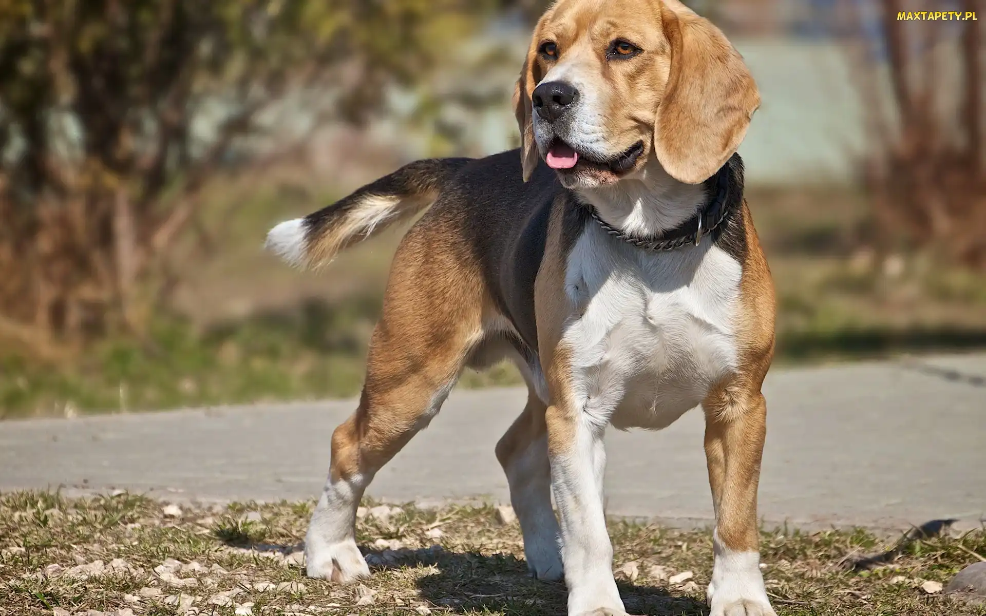 Beagle, Język, Pies