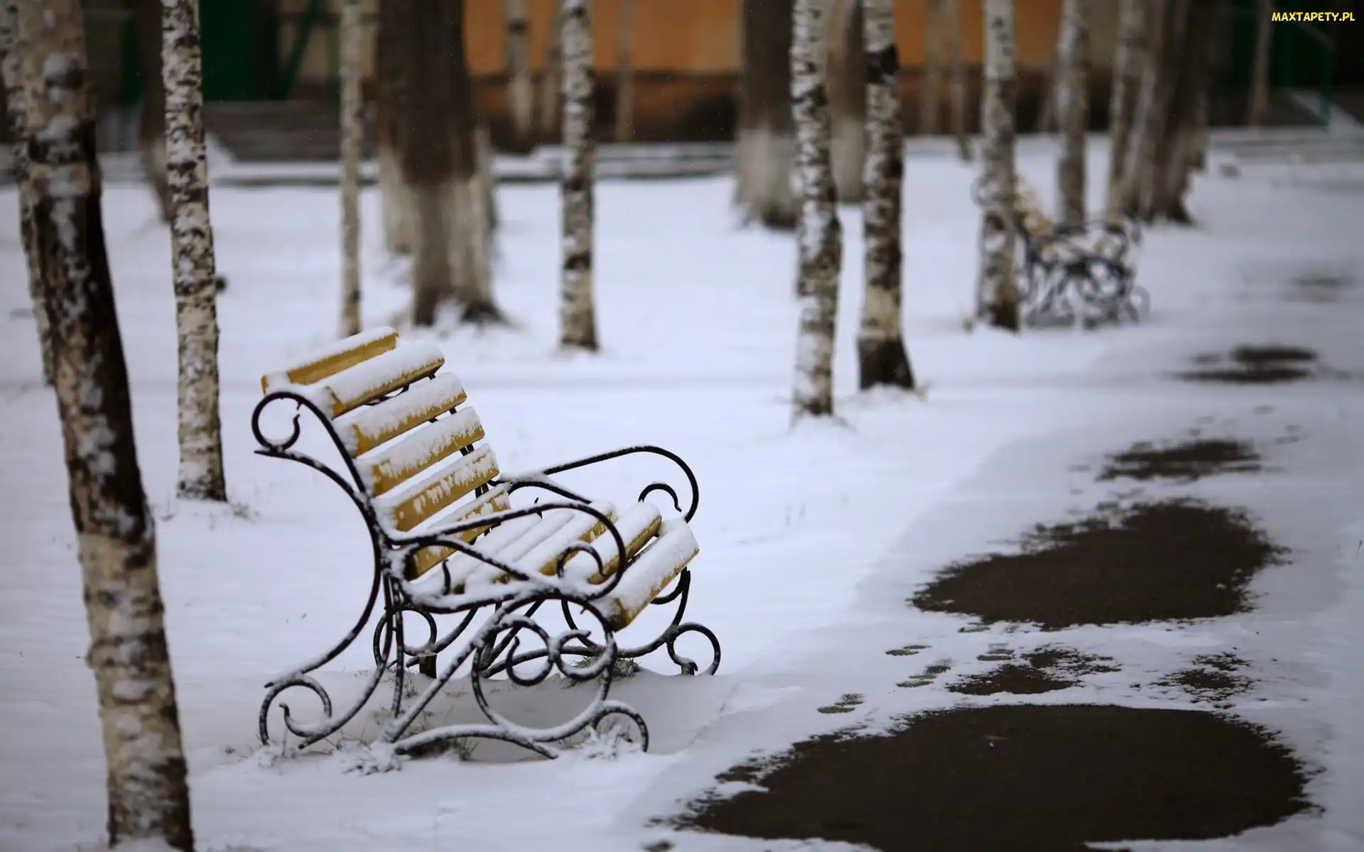 Śnieg, Topniejący, Brzozy, Park, Zima, Ławki