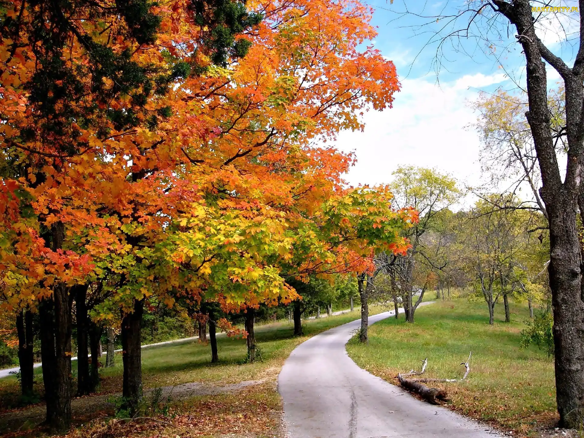 Jesień, Liście, Opadłe, Park, Alejki