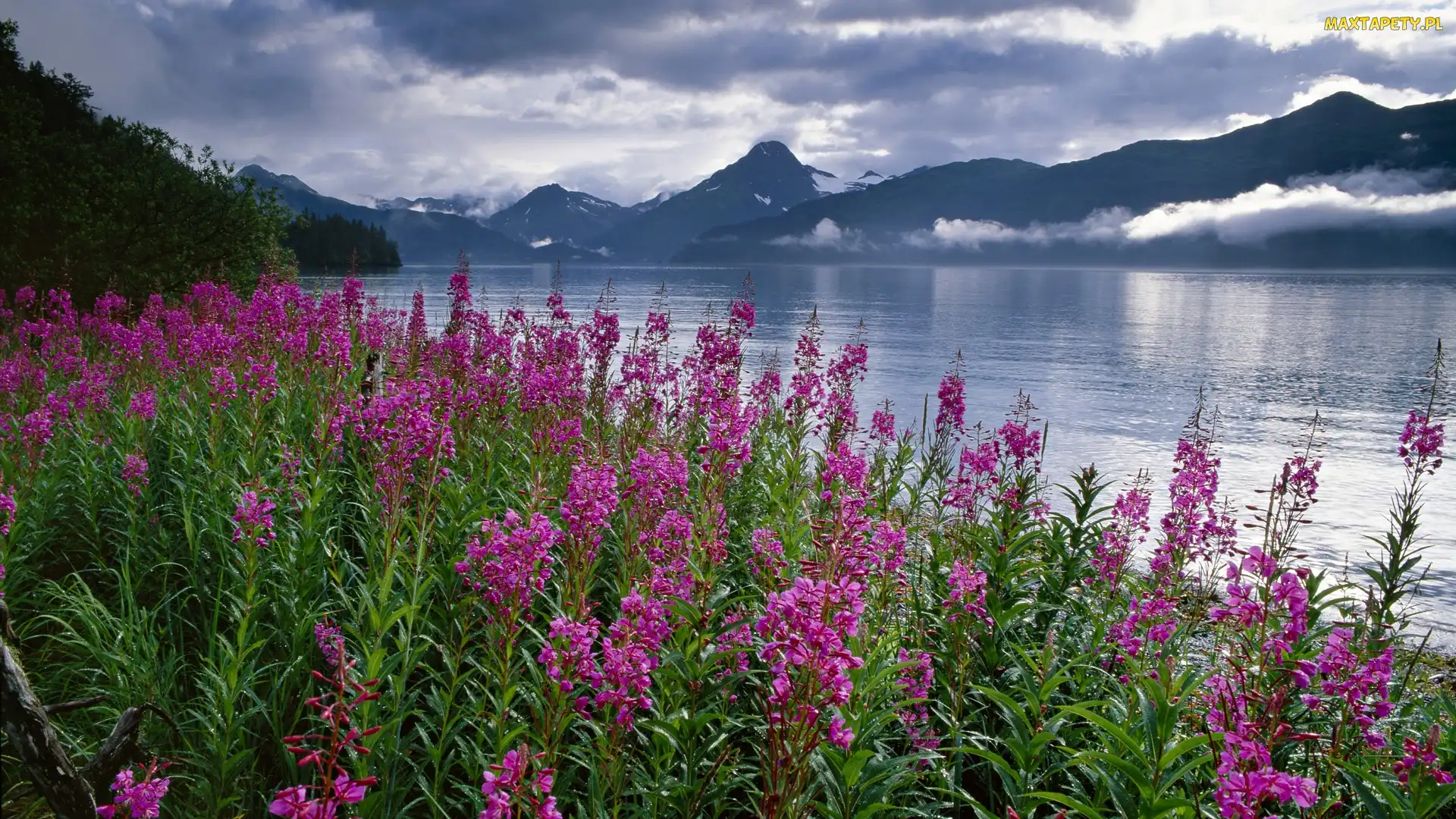 Alaska, Stany Zjednoczone, Góry, Polne, Kwiaty, Wierzbówka kiprzyca, Fiord Kenai
