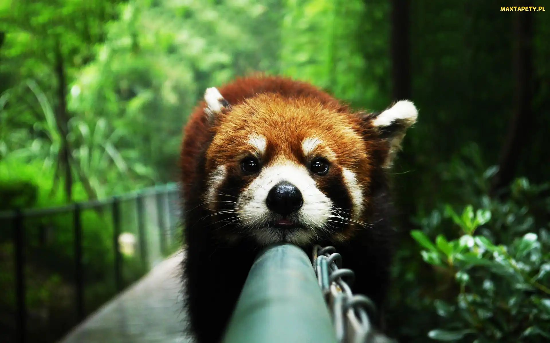 Czerwona, Pandka ruda, Panda