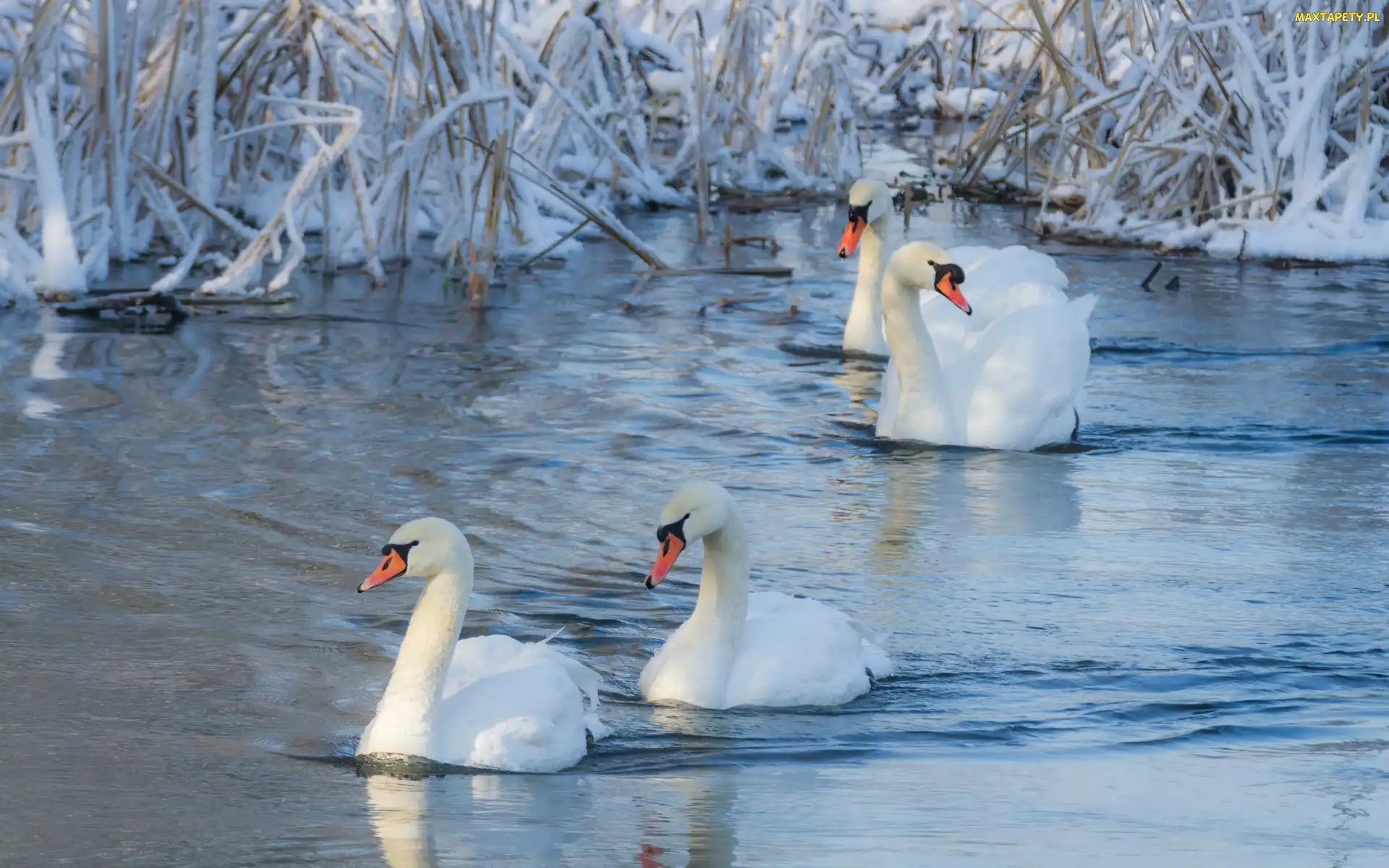 Zima, Szuwary, Łabędzie, Jezioro