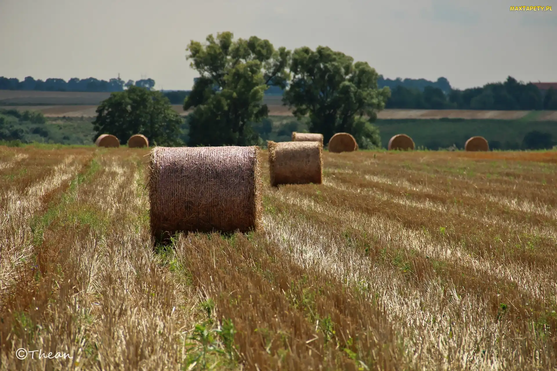 Zboże, Lato, Bale, Pole, Zżęte