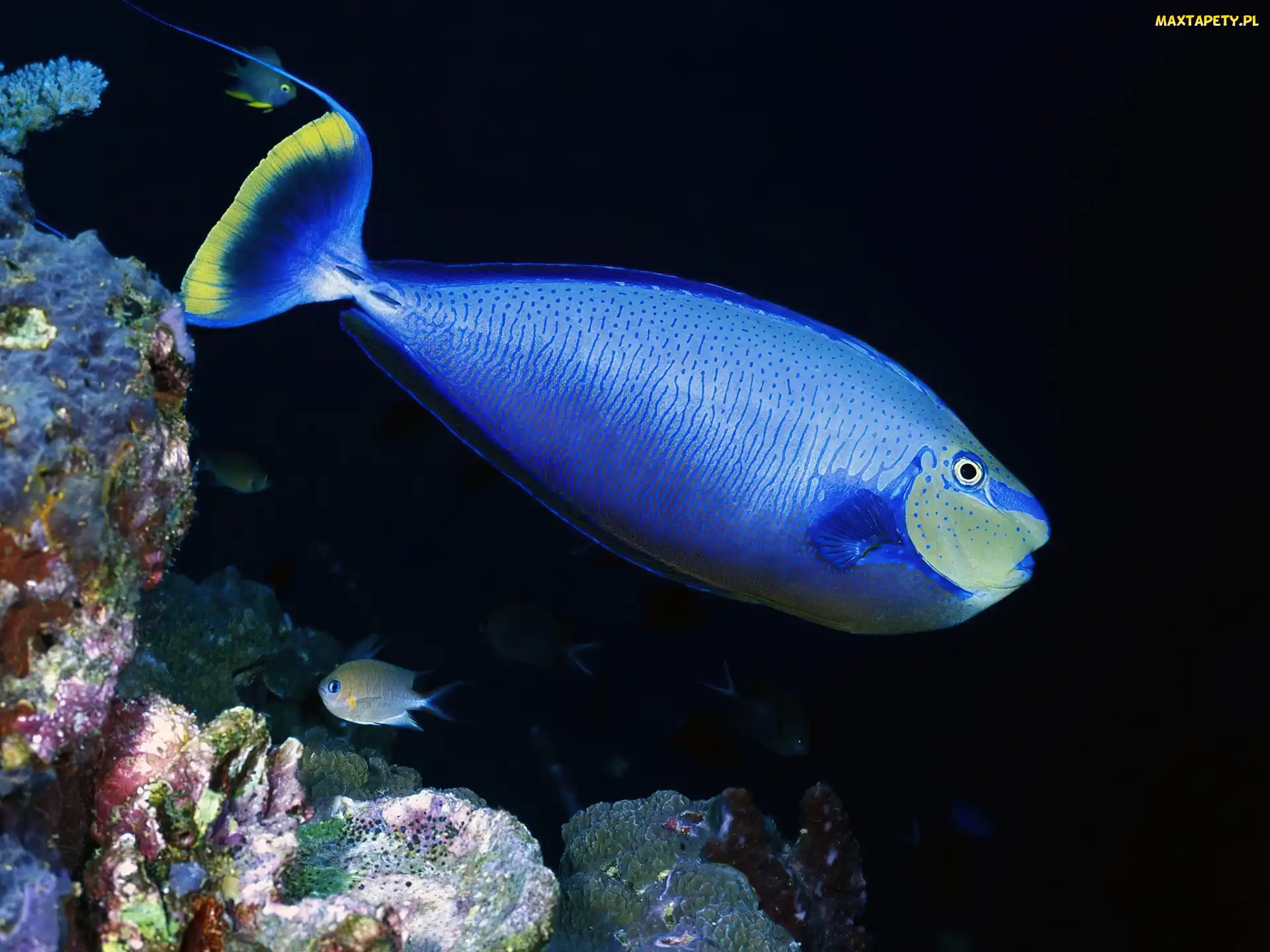 Ocean, Ryba