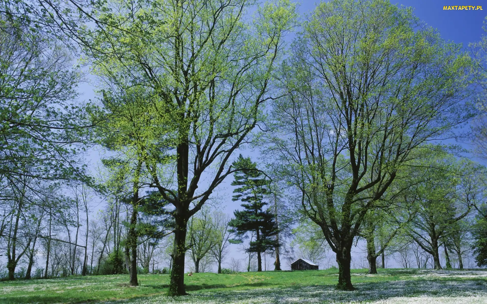 Drzewa, Domek, Park