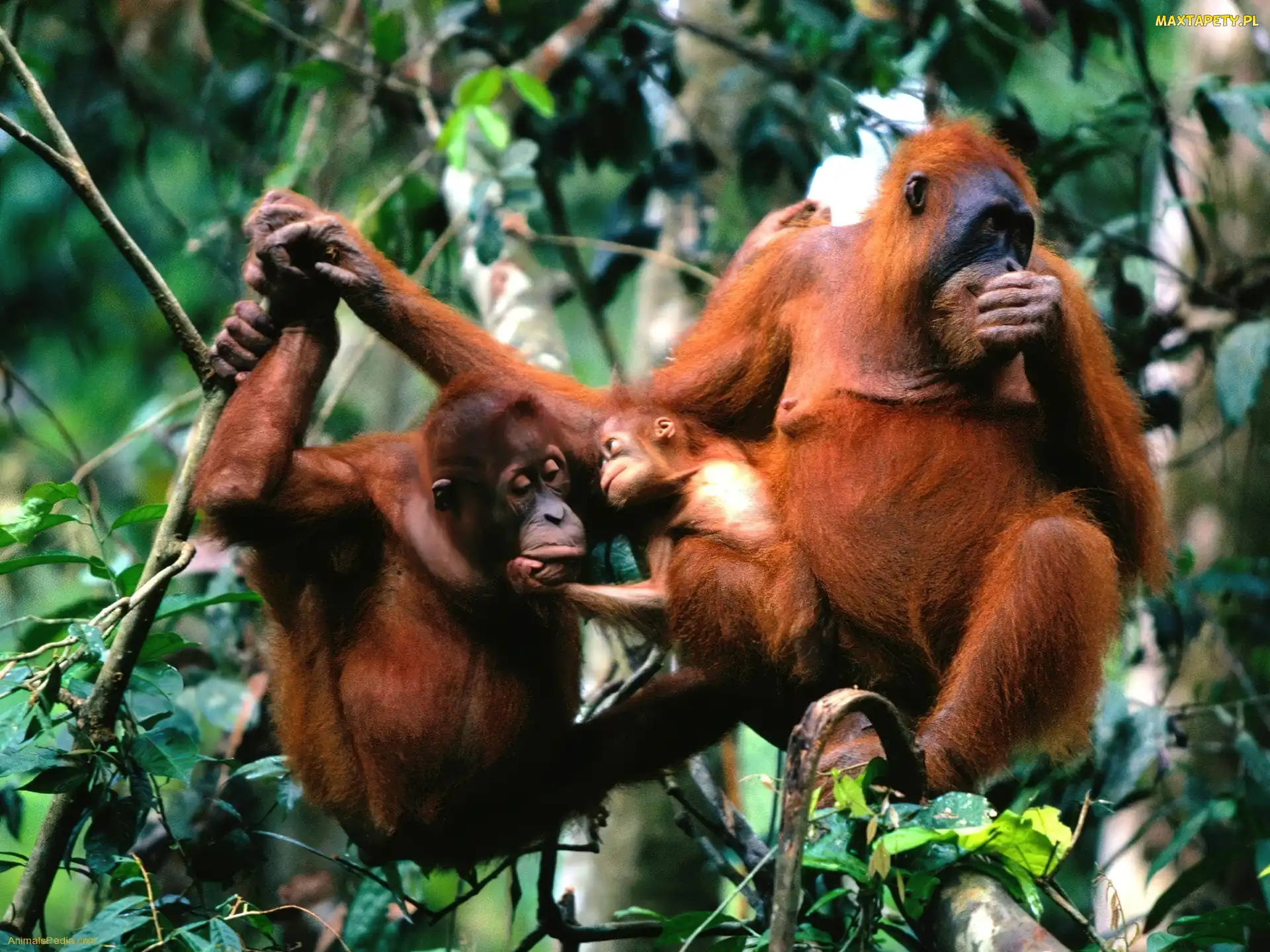 Trzy, Gałęzie, Orangutany