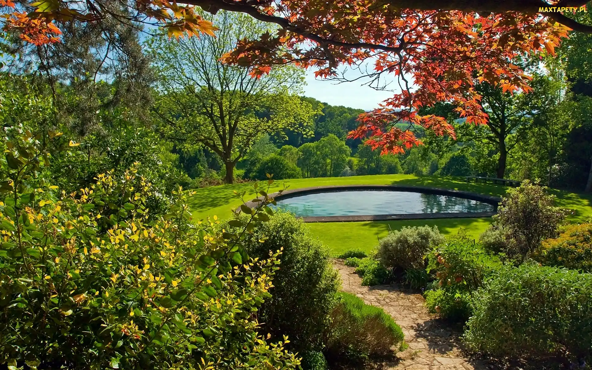 Staw, Drzewa, Park