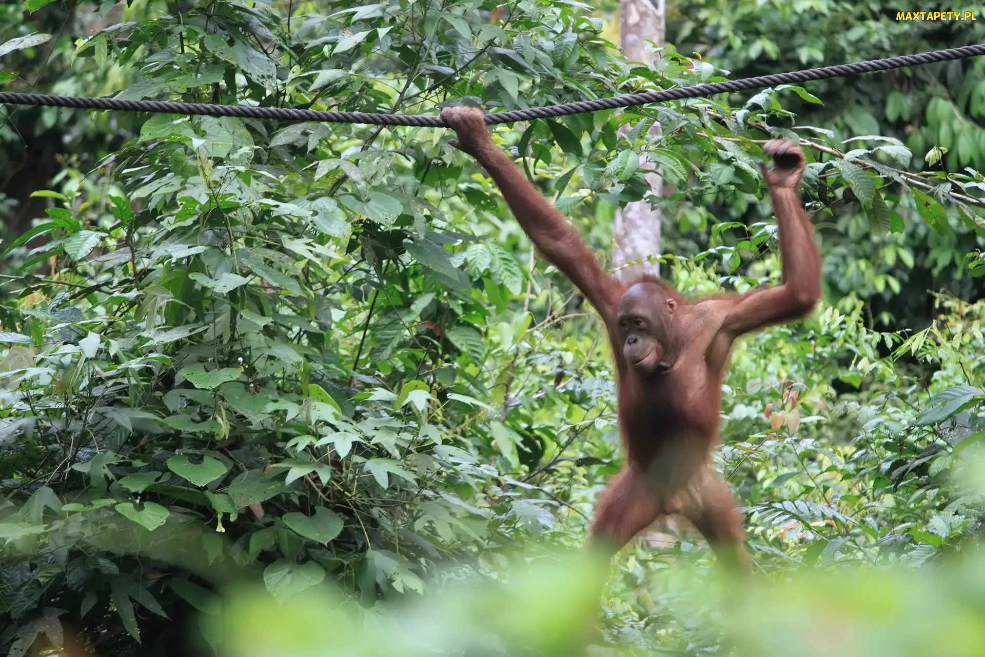 Dżungla, Lina, Orangutan