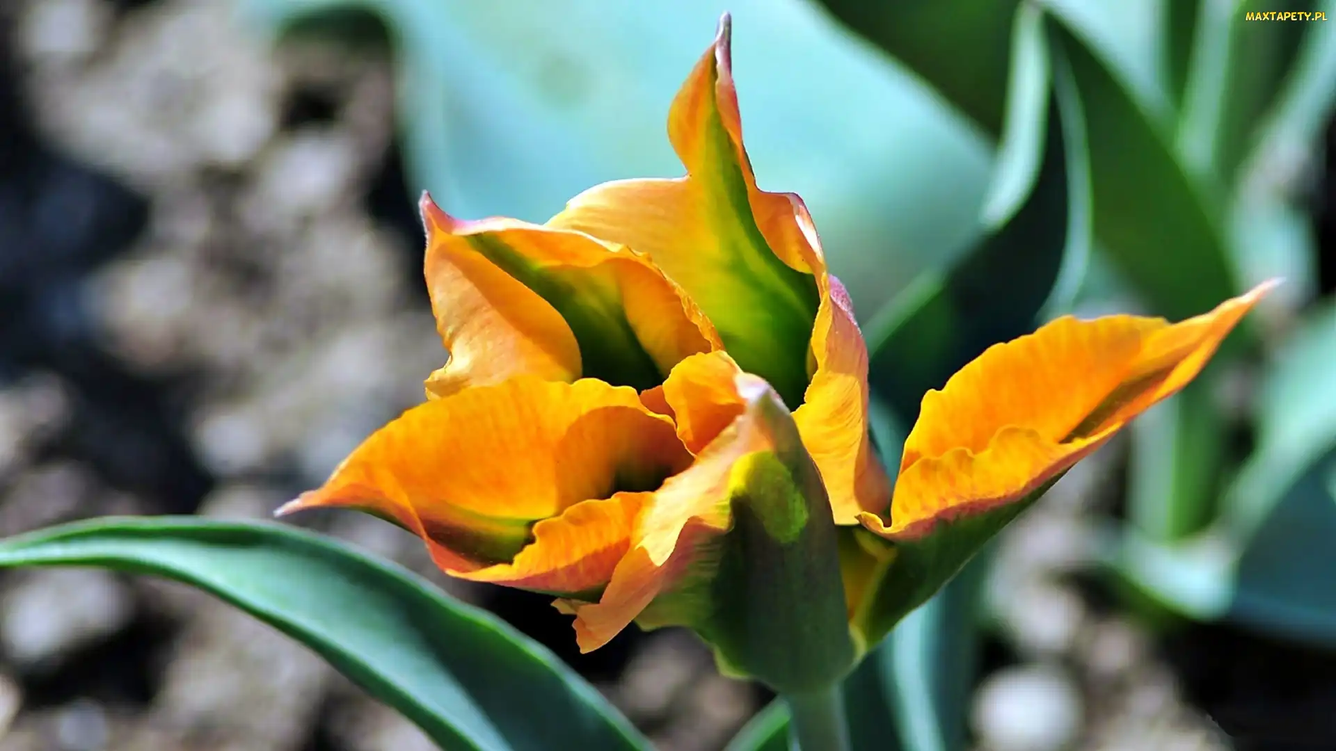 Tulipan, Rozmycie, Kwiat, Żółty