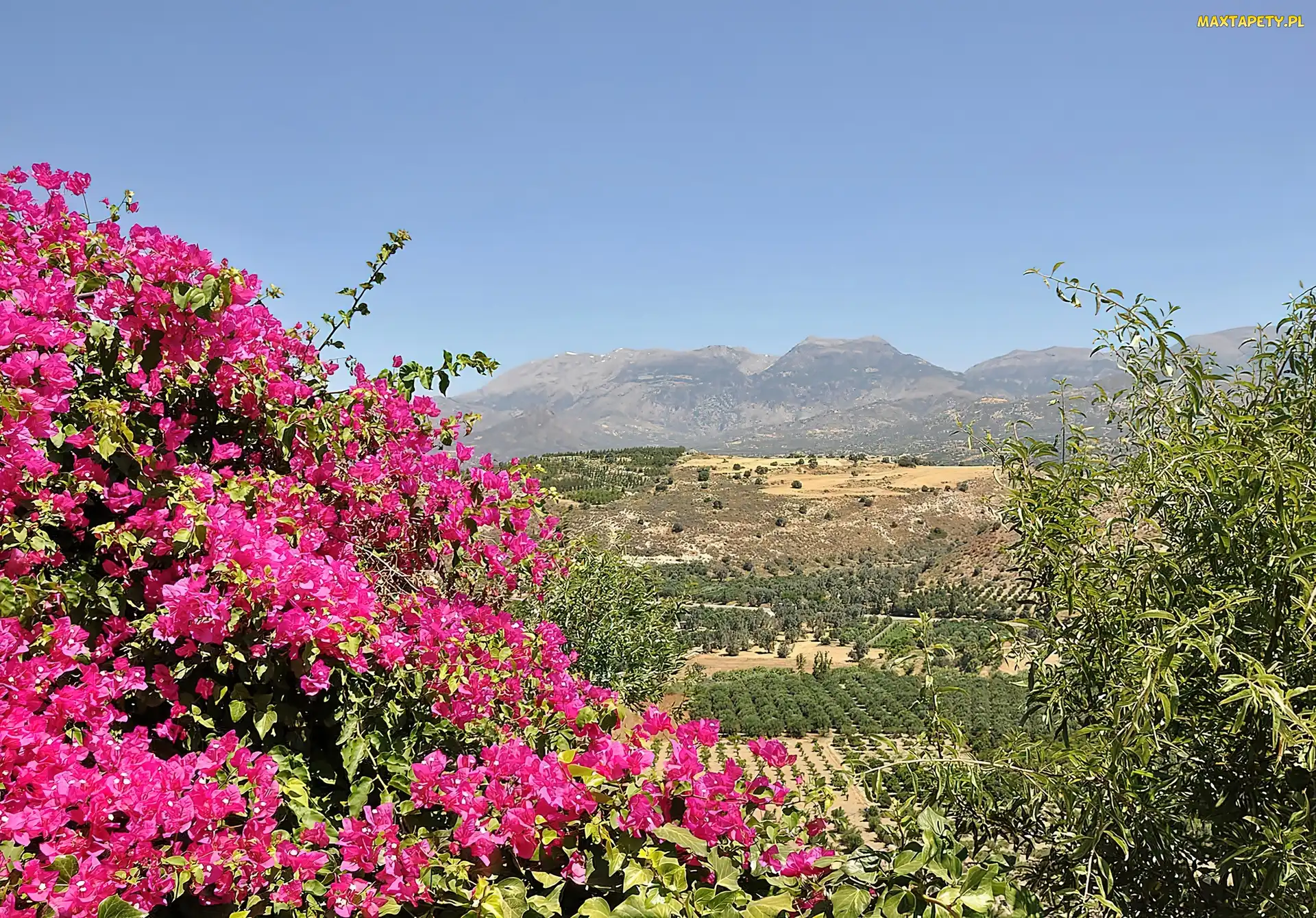 Góry, Bugenwilla, Kwitnąca, Pola, Kreta