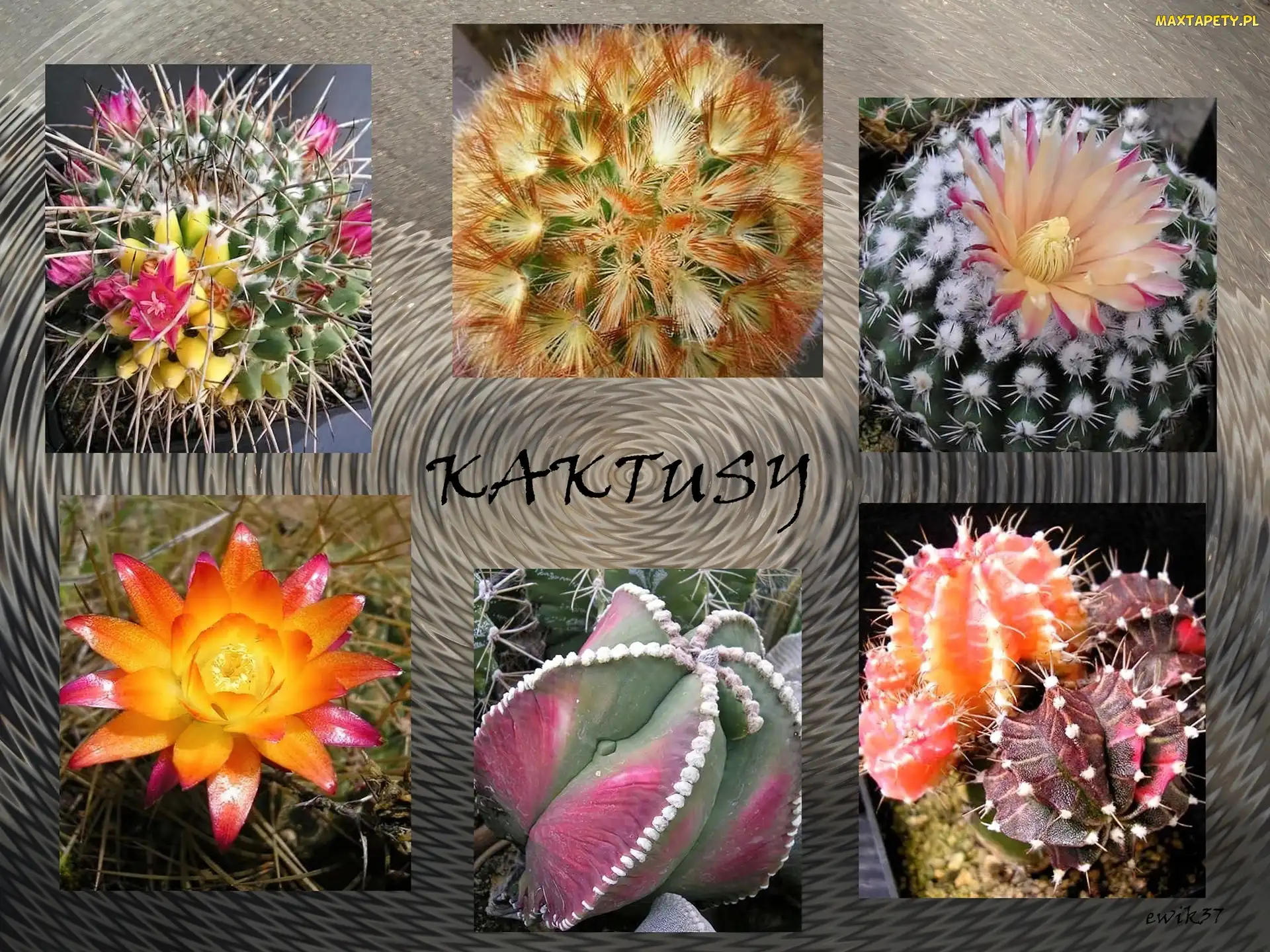 Napis, Grafika, Kaktusy