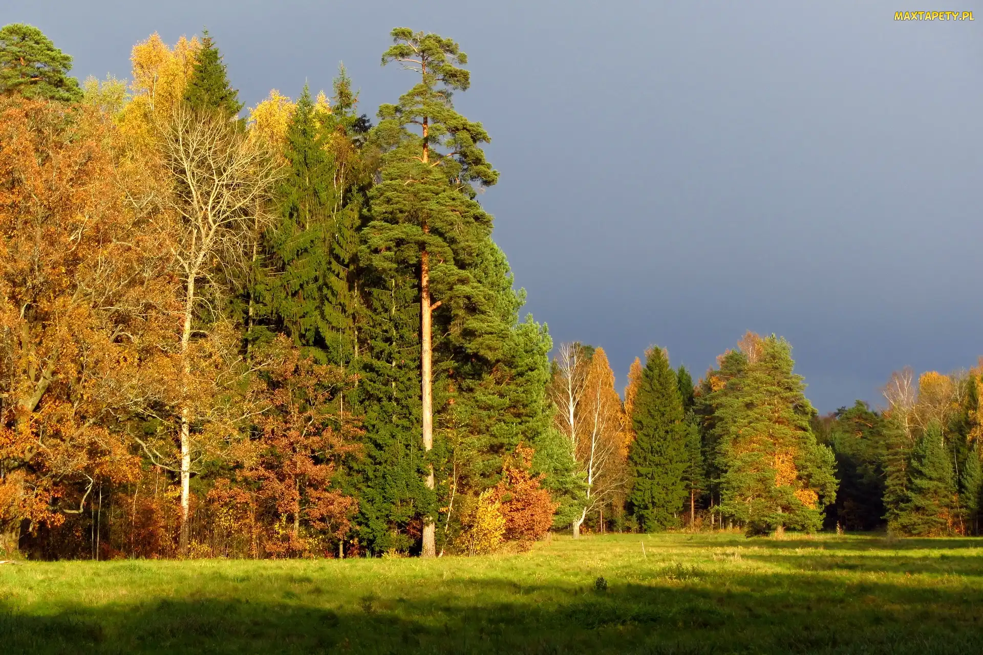 Cień, Światło, Niebo, Pochmurne, Las, Łąka