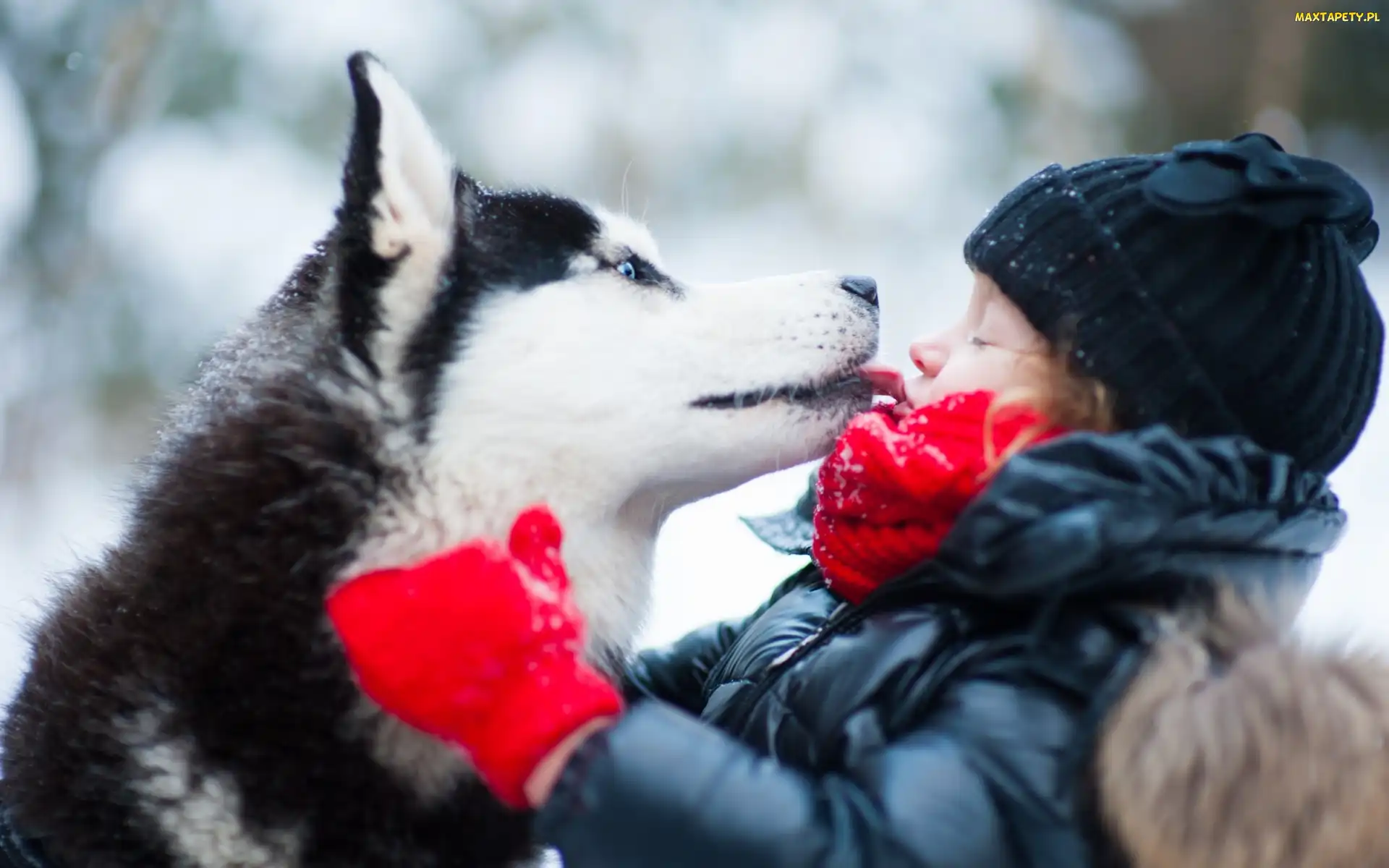 Husky, Zima, Park, Przyjazń, Dziewczynka