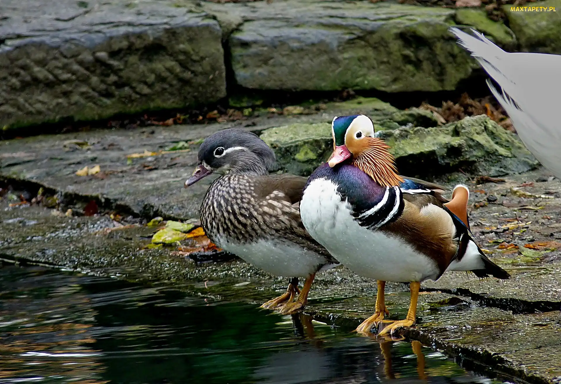 Mandarynek, Para, Kamienie, Staw