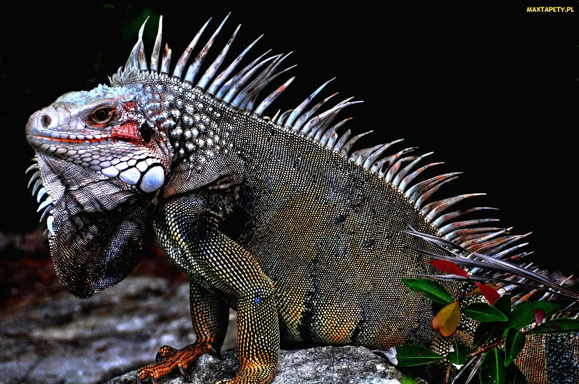 Legwan, Iguana zielona