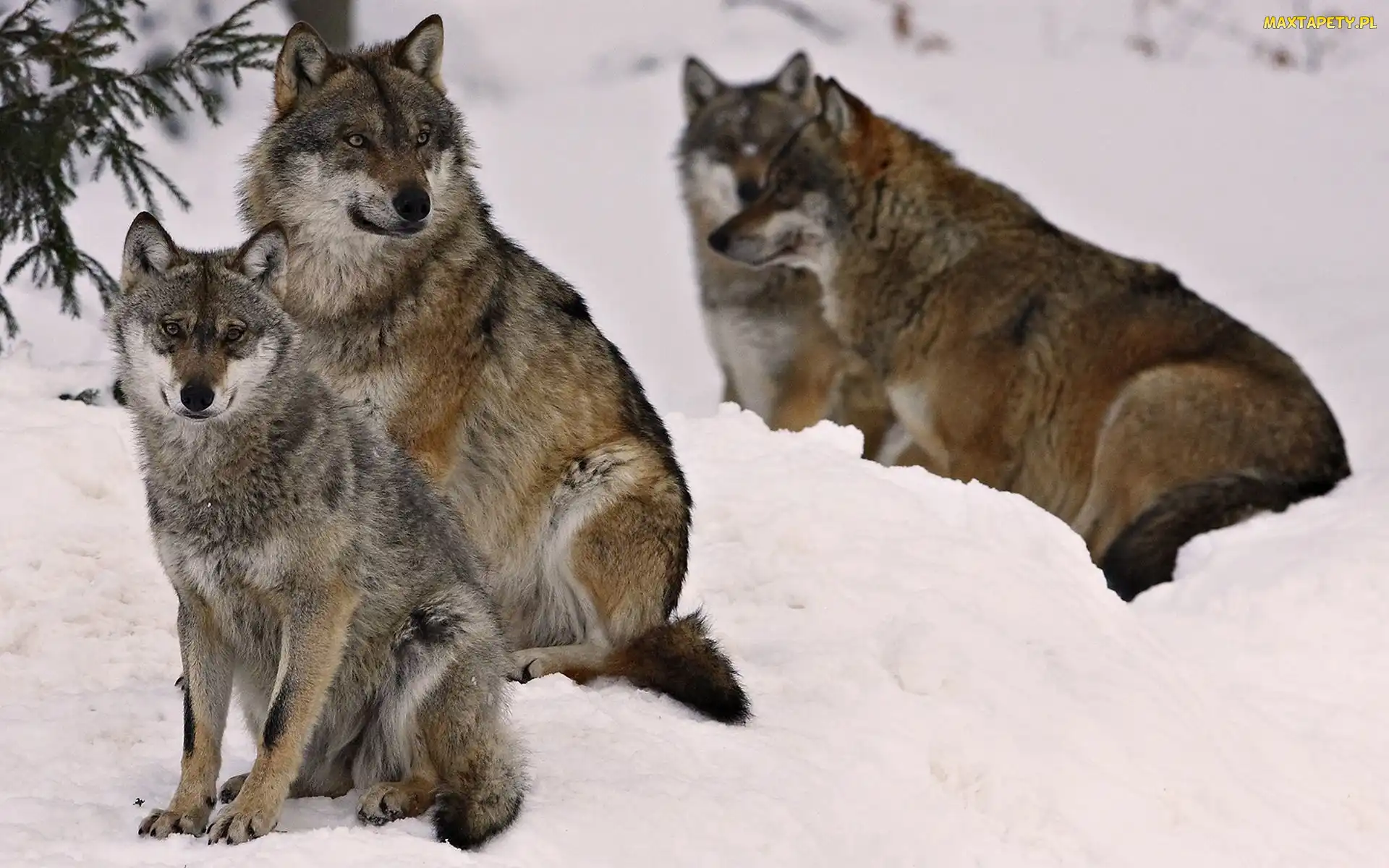 Cztery, Zima, Wilki