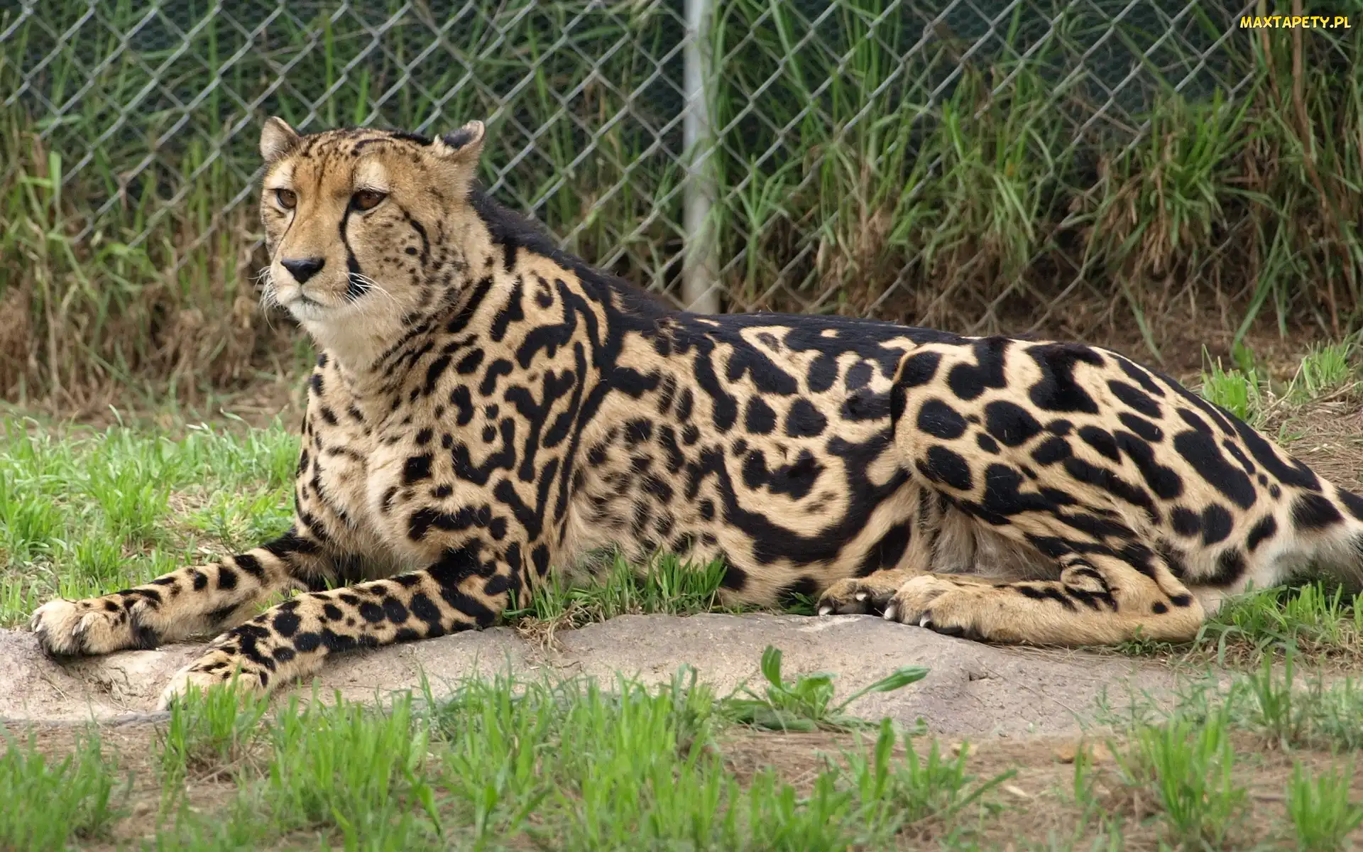 Gepard, Ogrodzenie, Ogród, Zoologiczny, Królewski