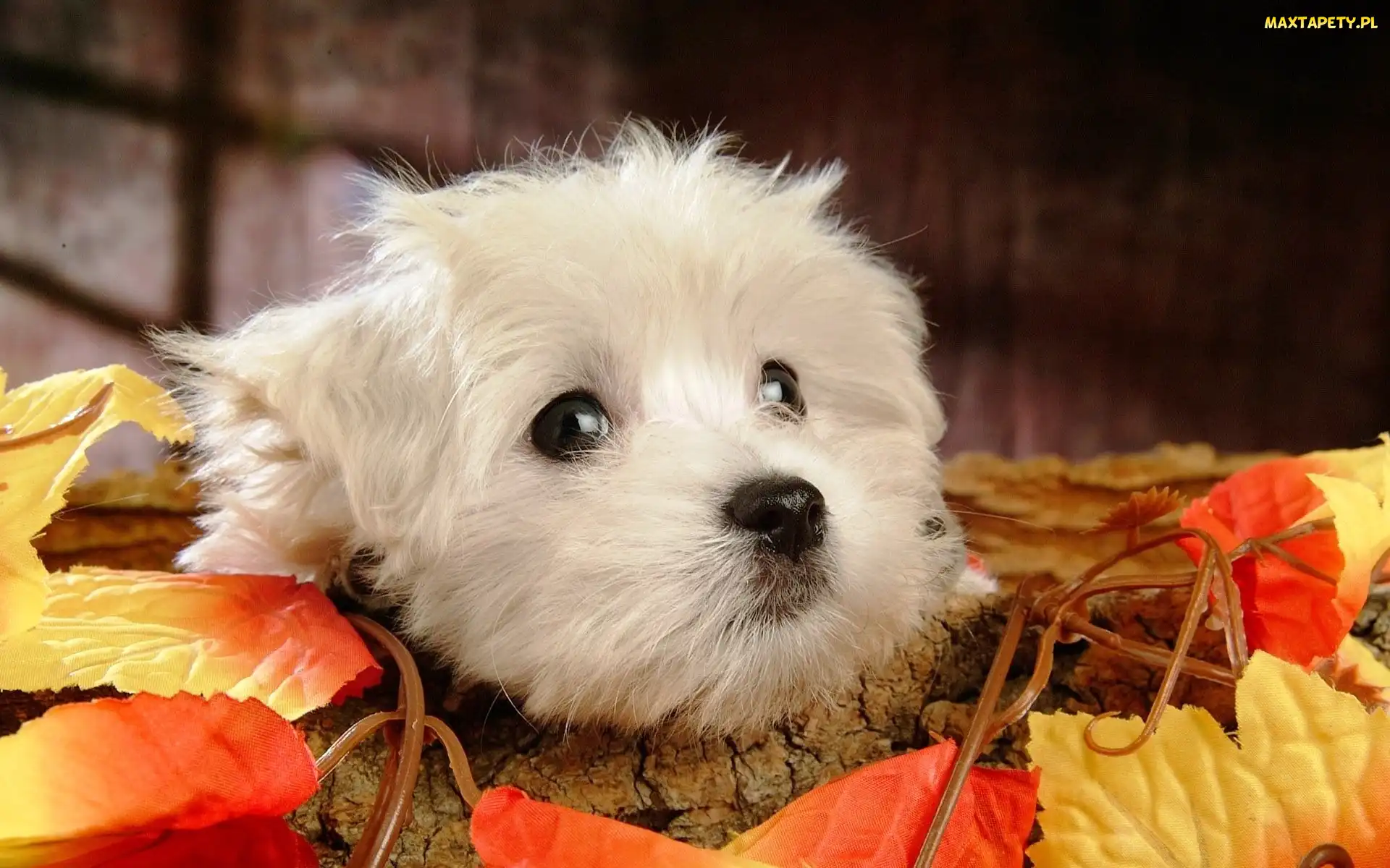 Listki, Bichon Frise