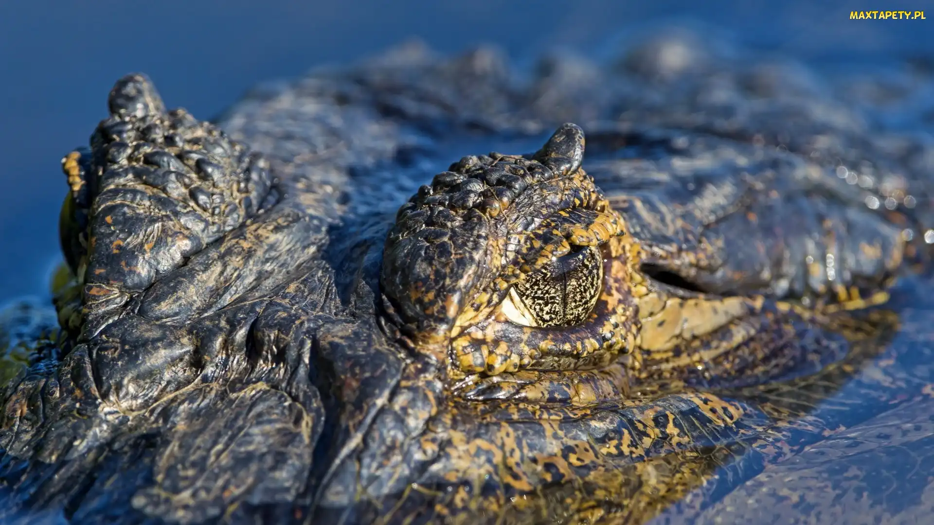 Aligator, Oczy