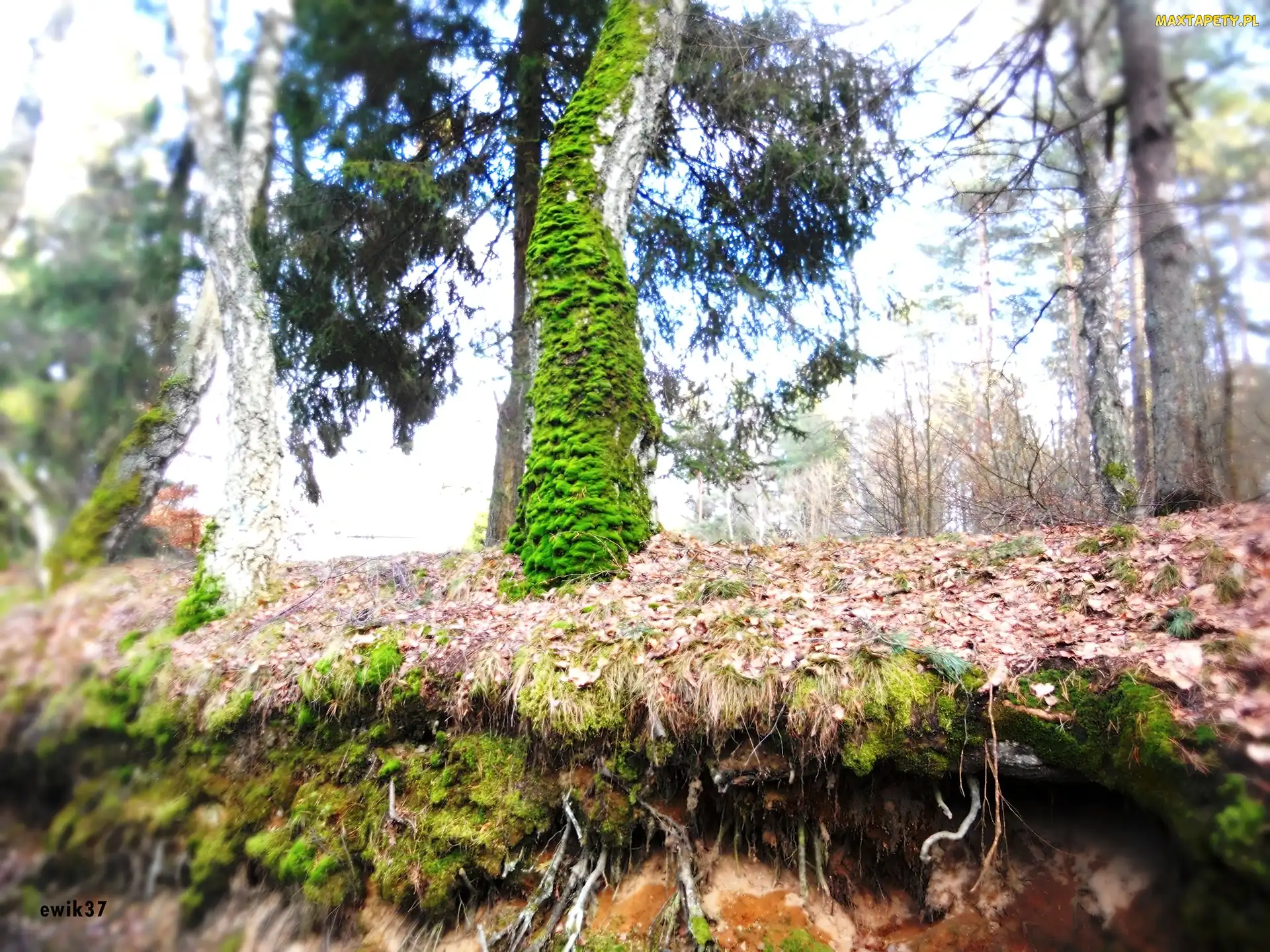 Omszałe, Korzenie, Skarpa, Drzewo, Las