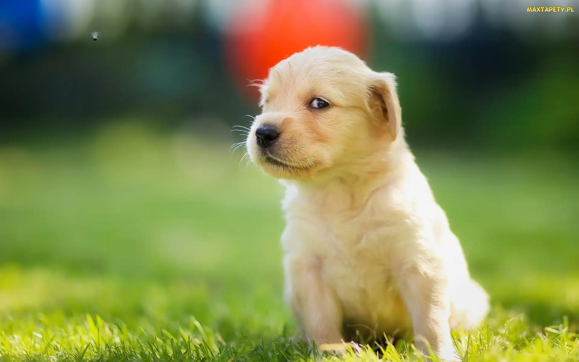 Golden, Łąka, Szczeniaczek, Retriever