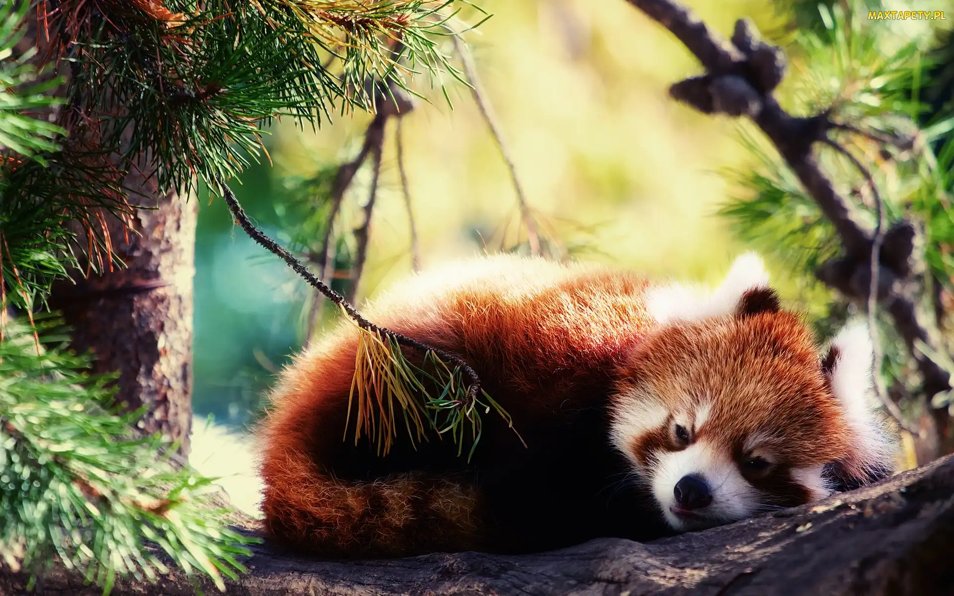 Czerwona, Pandka ruda, Wypoczynek, Drzewo, Panda