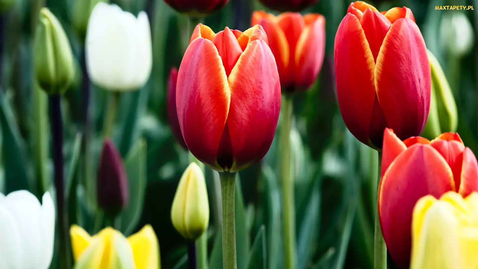 Białe, Żółte, Tulipany, Czerwone