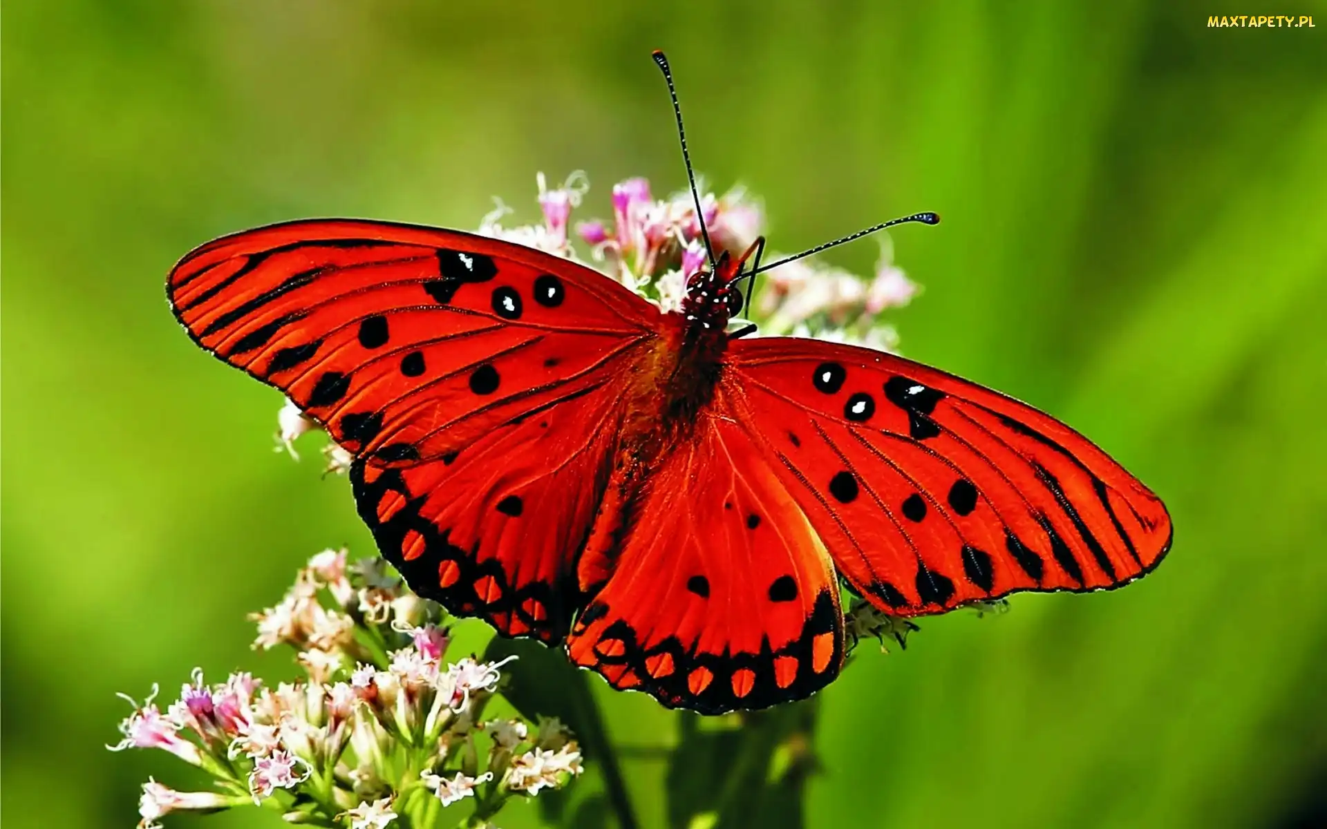 Zbliżenie, Motyl, Kwiat, Czerwony