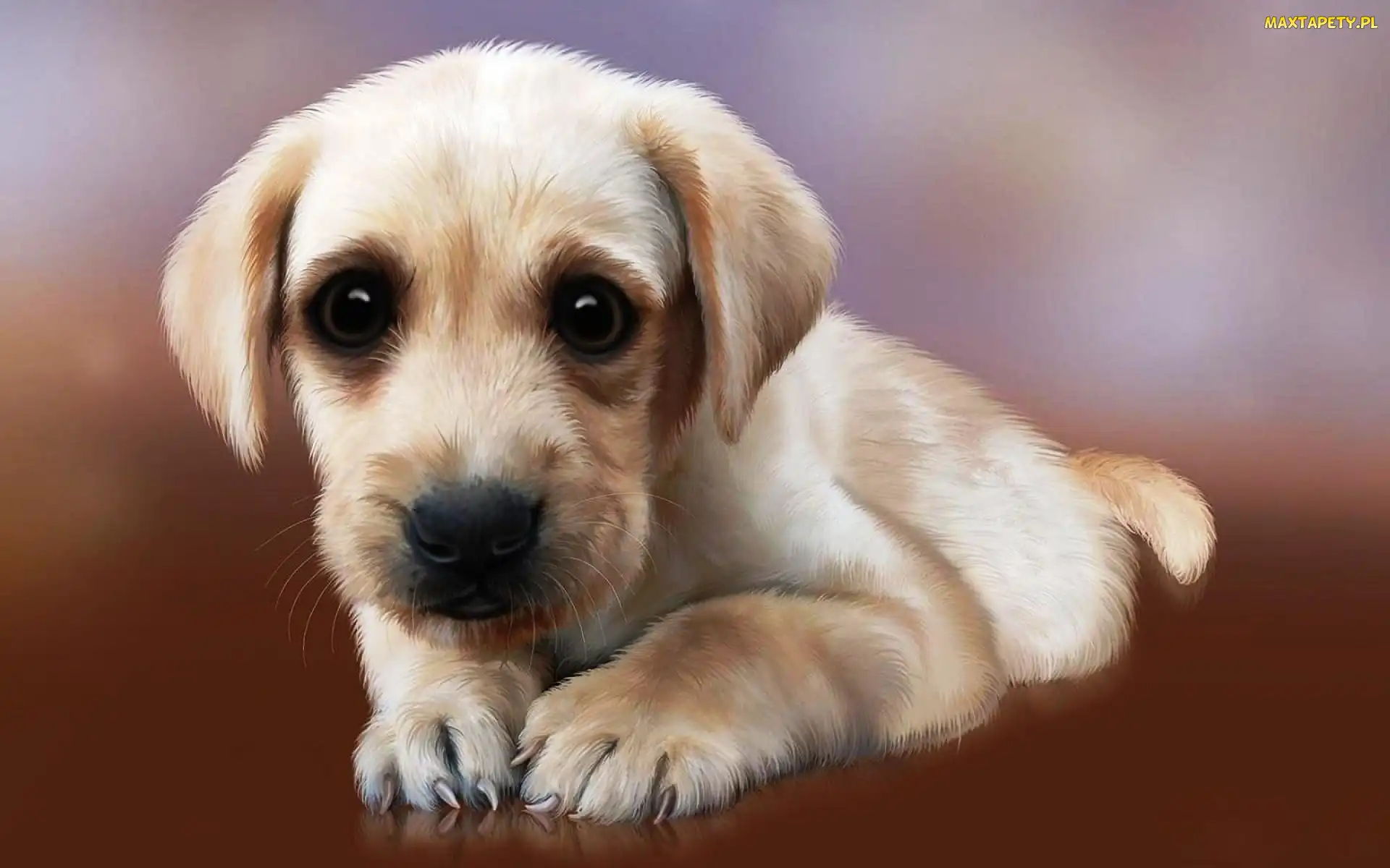 Pazurki, Golden retriever, Szczeniaczek