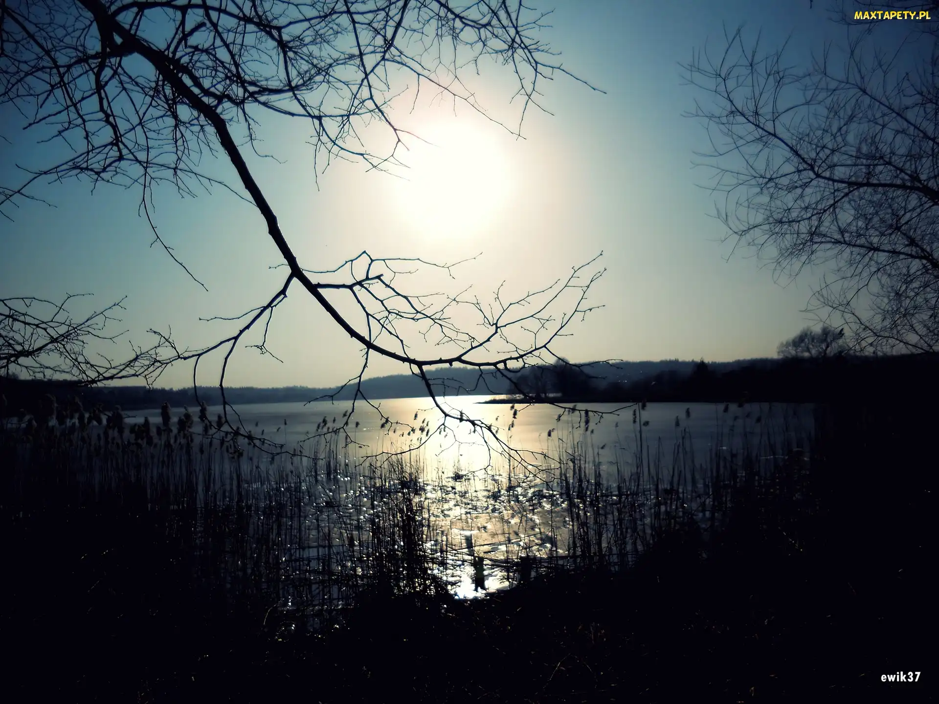 Słońce, Drzewa, Sitowie, Jezioro
