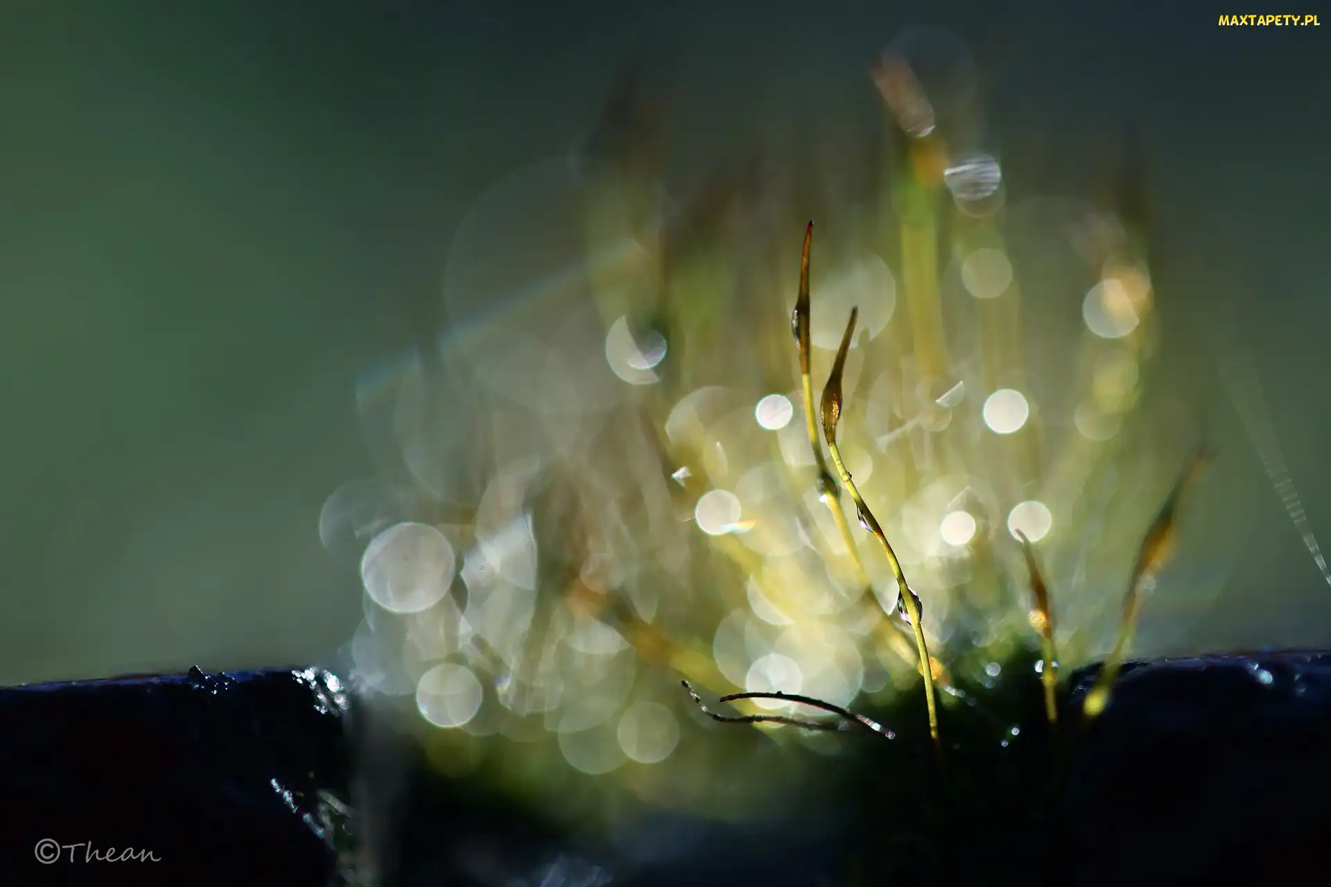 Porosty, Bokeh, Makro, Źdźbła, Mchy
