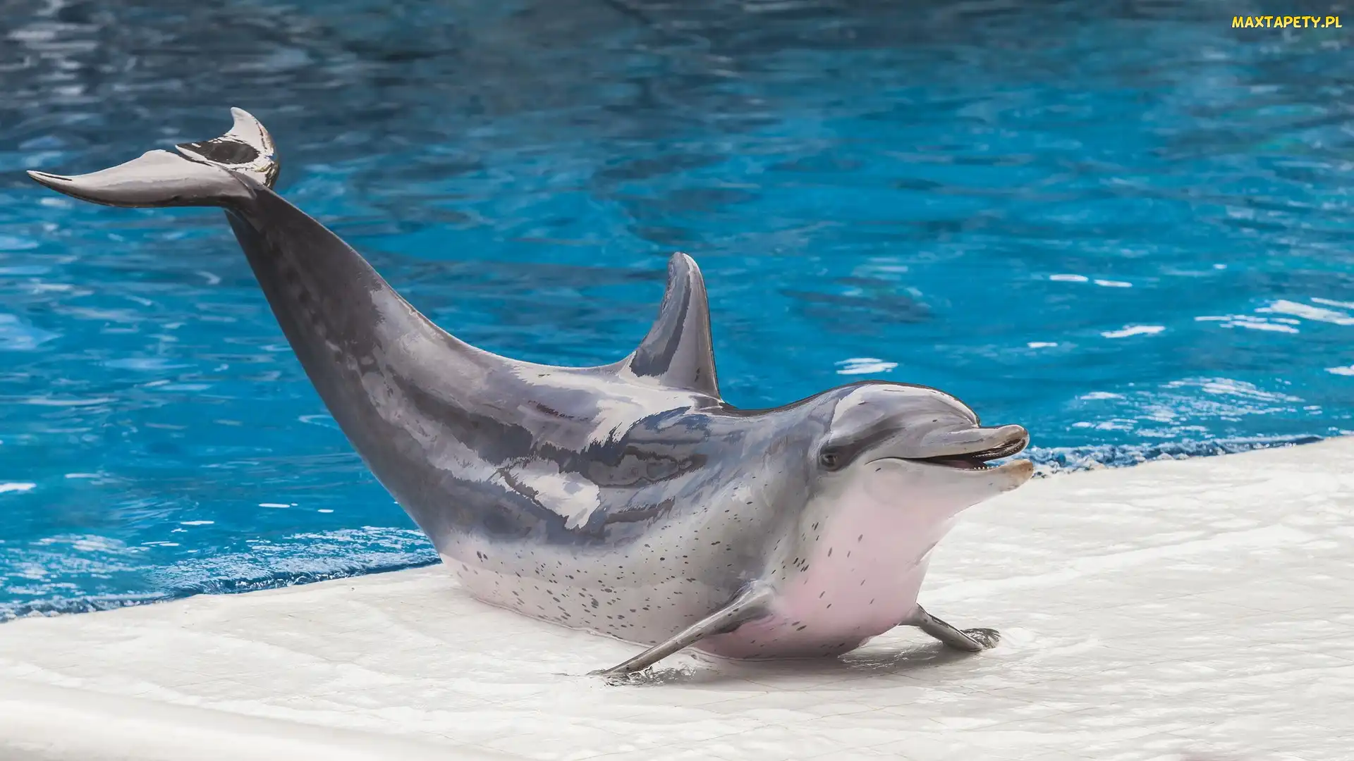 Delfin, Basen