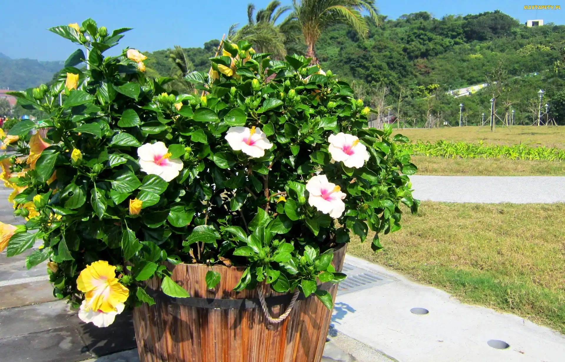 Kwiatki, Donica, Ketmia, Hibiskusy, Park