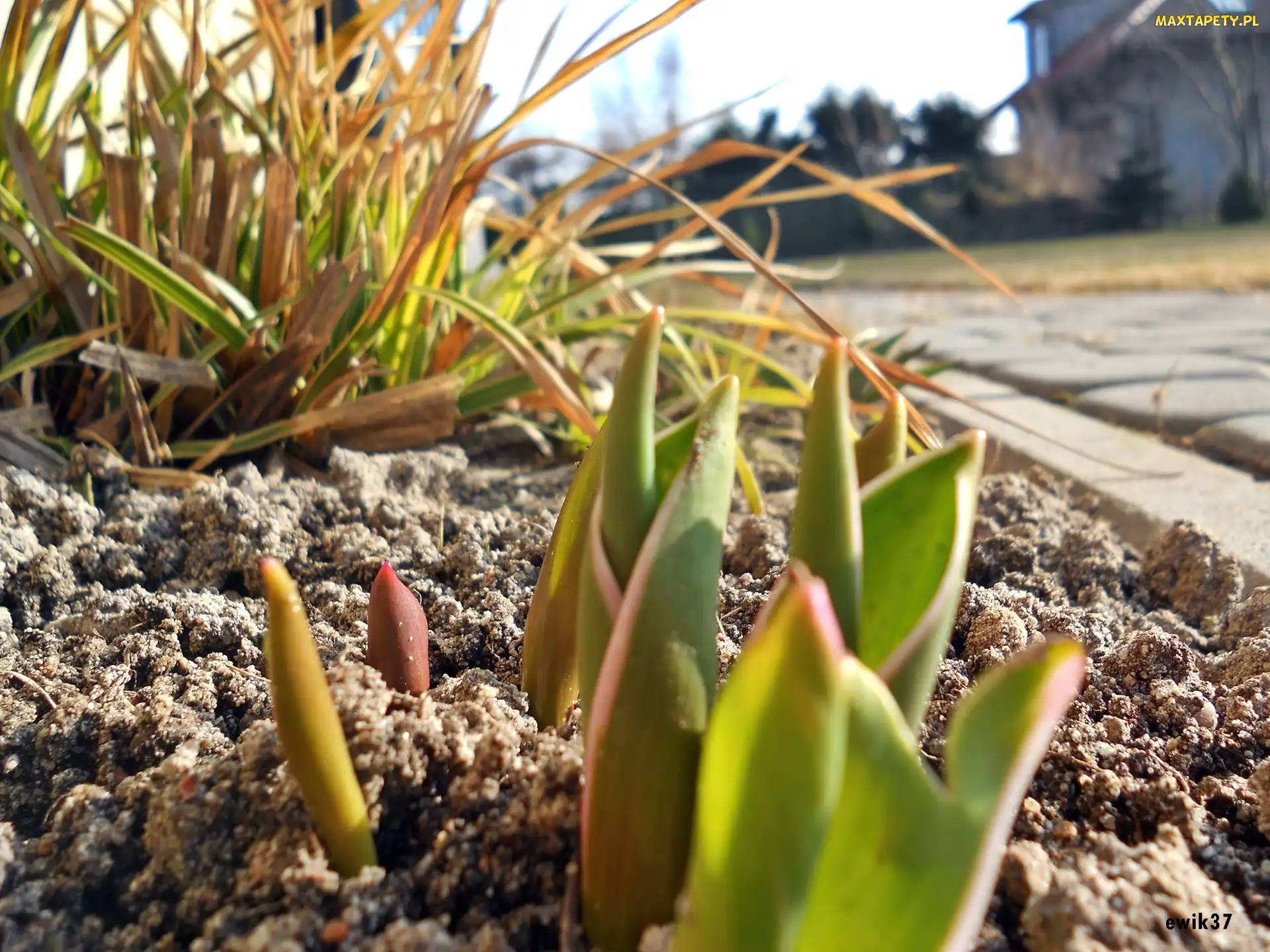 Tulipany, Młode, Ozdobna, Trawa