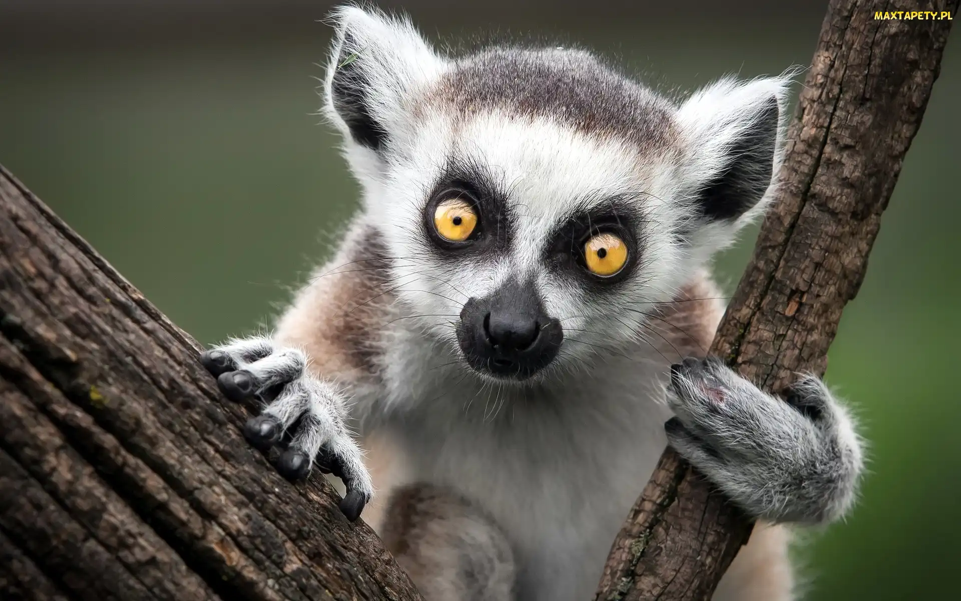 Katta, Drzewo, Lemur