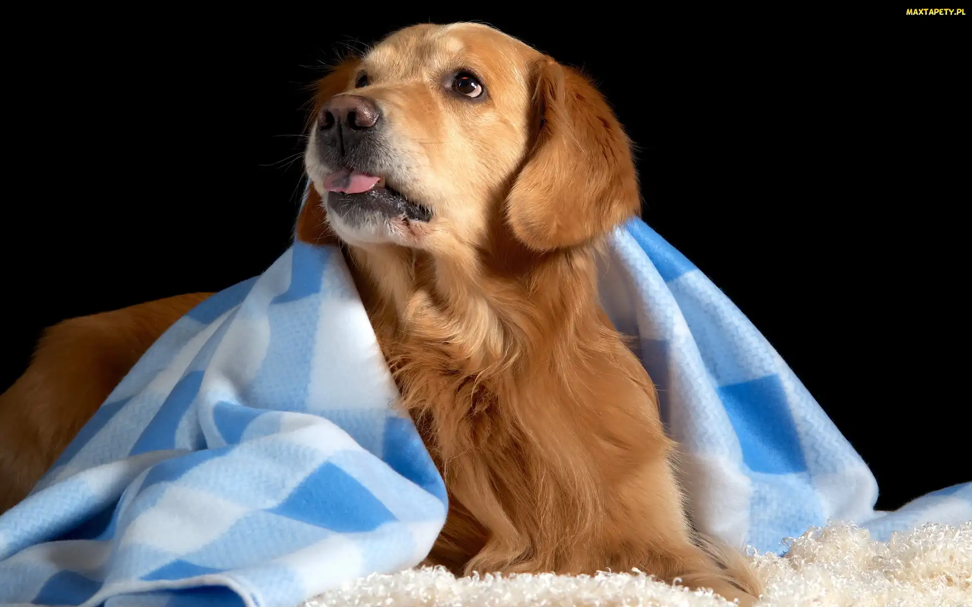 Golden Retriever, Kocyk, Język