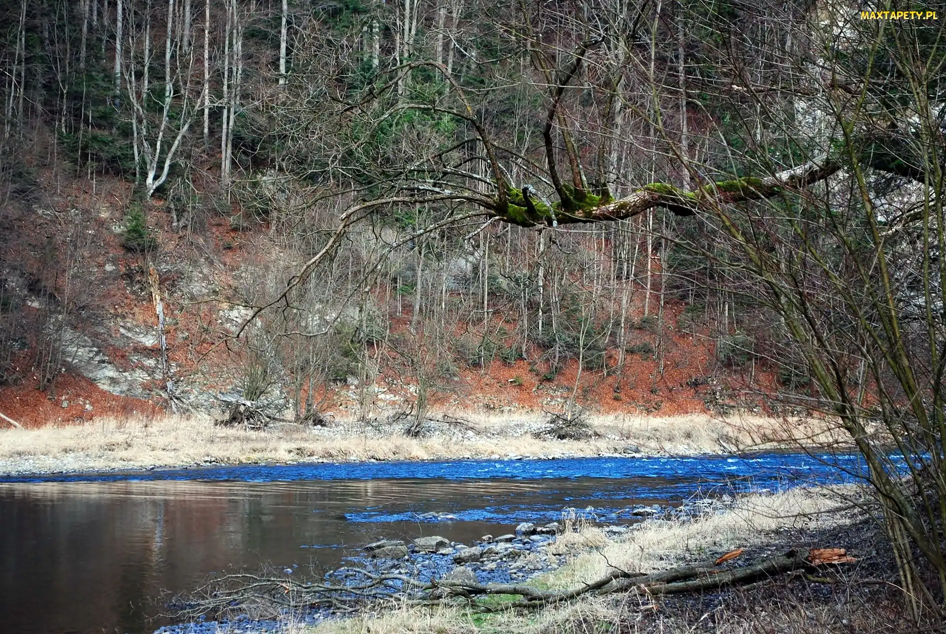 Dunajec, Rzeka, Pieniny, Wiosna, Las, Góry, Skarpa